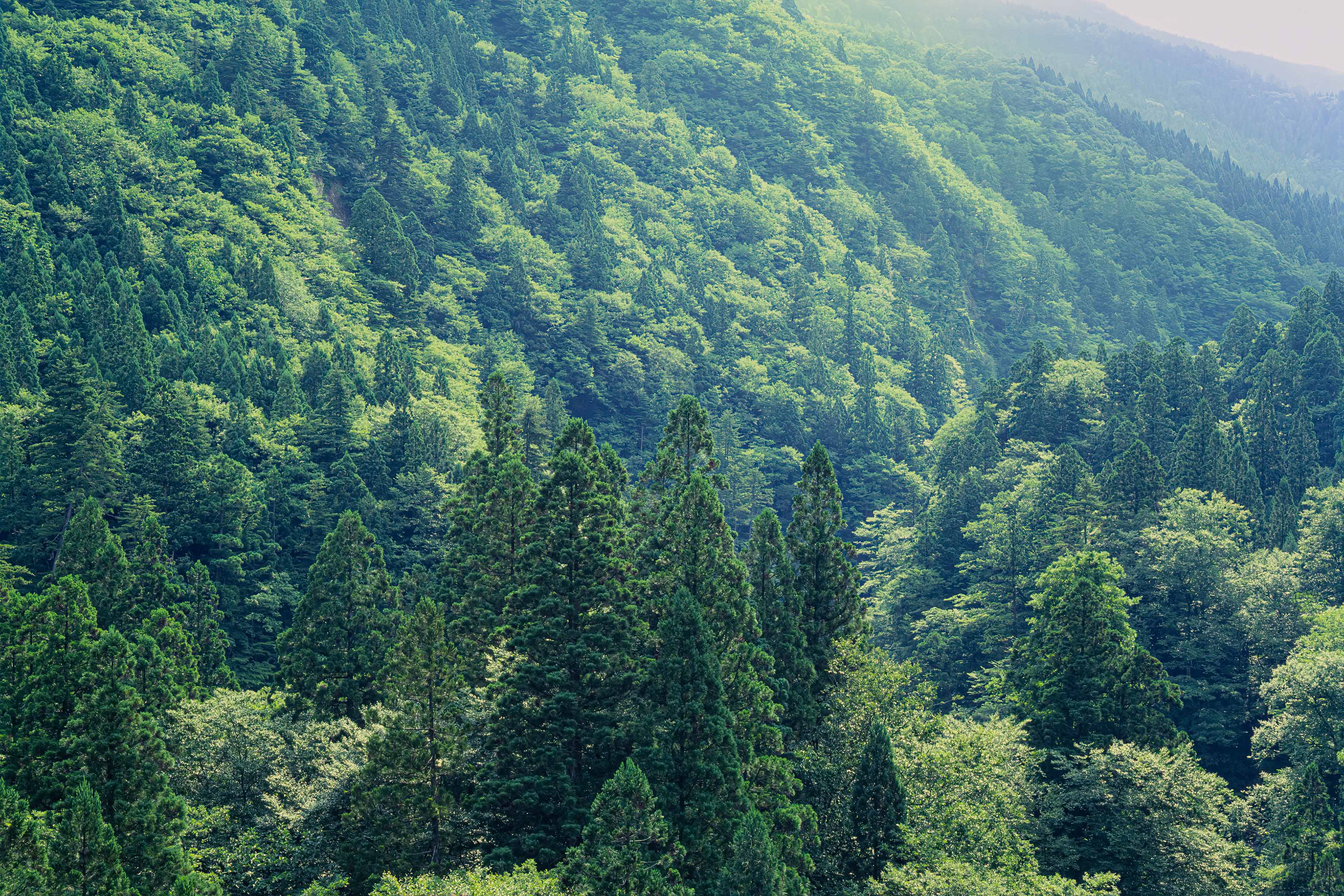 beech forest,ブナ林,白神