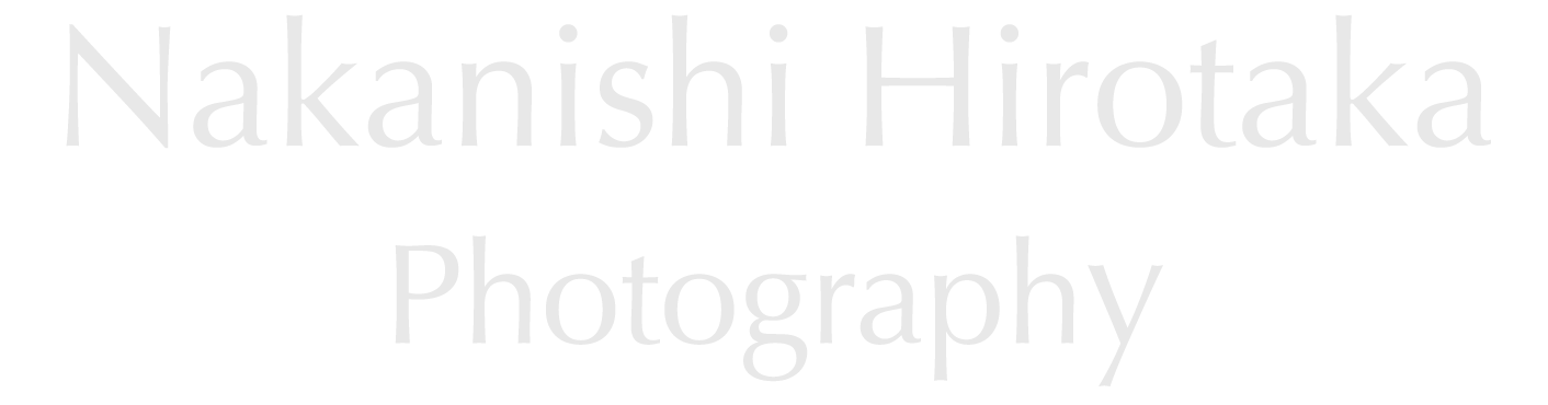 Nakanishi Hirotaka Photography,森の誘い