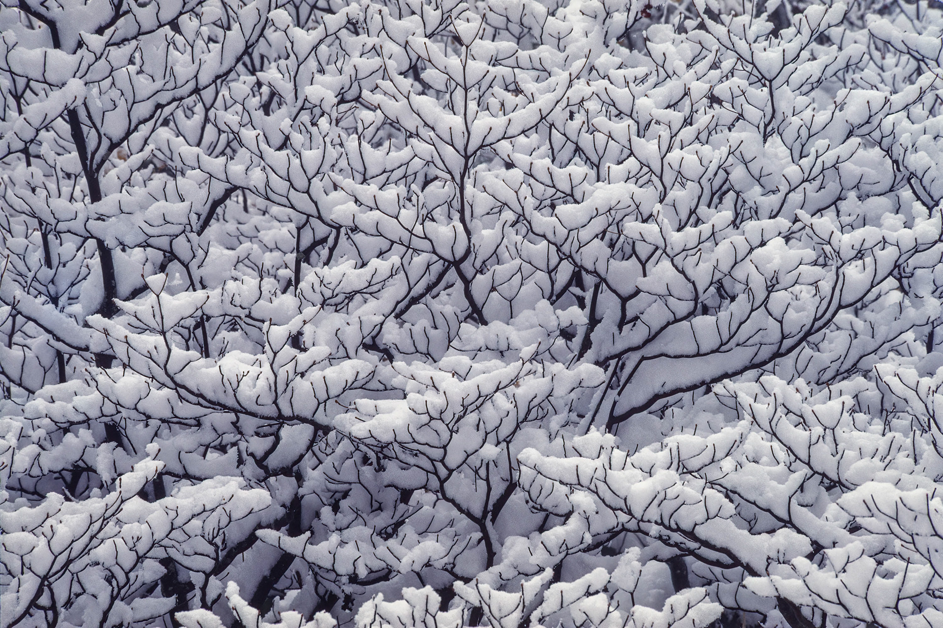 Forest Pattern