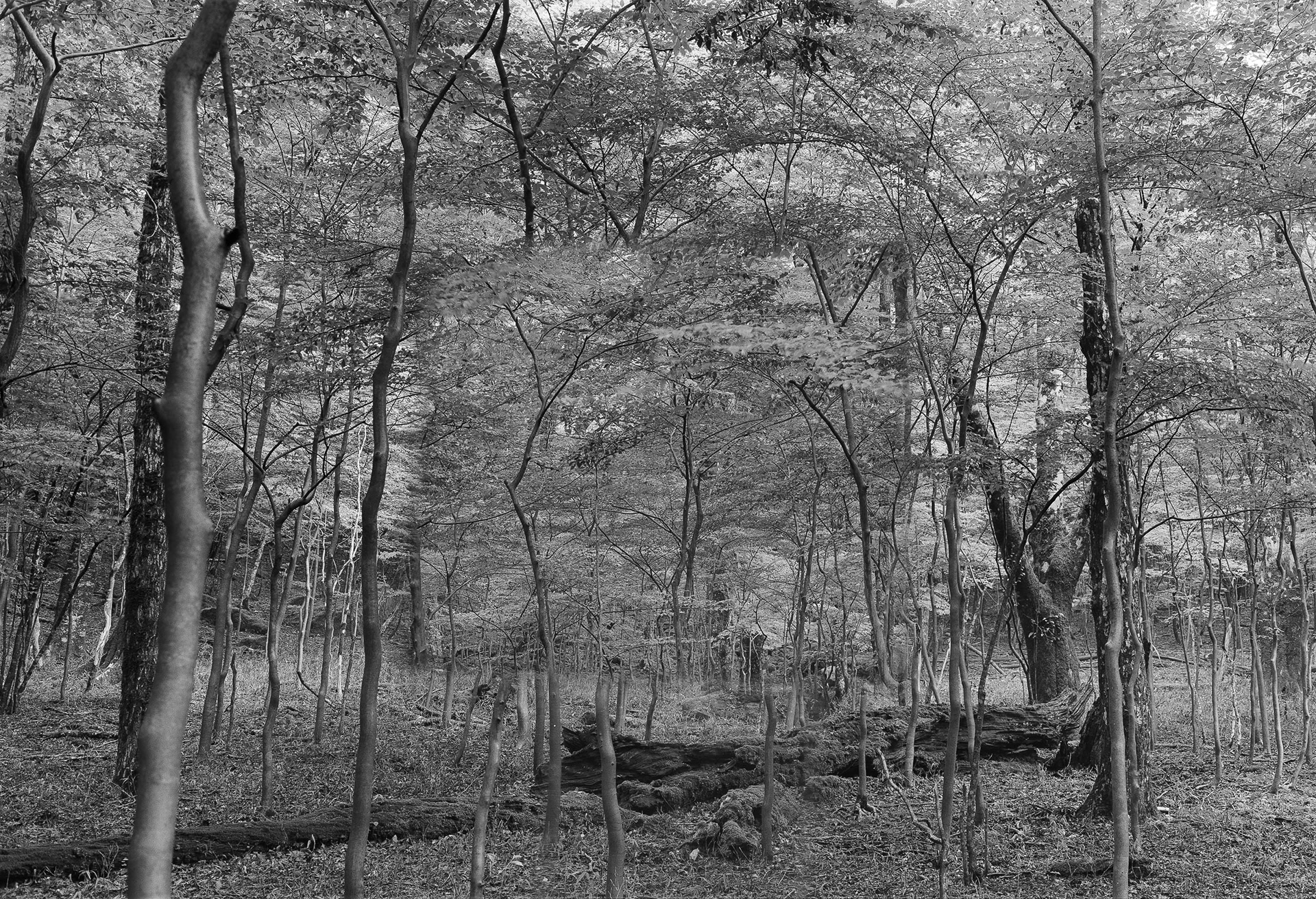 Forest in Forest,Forest