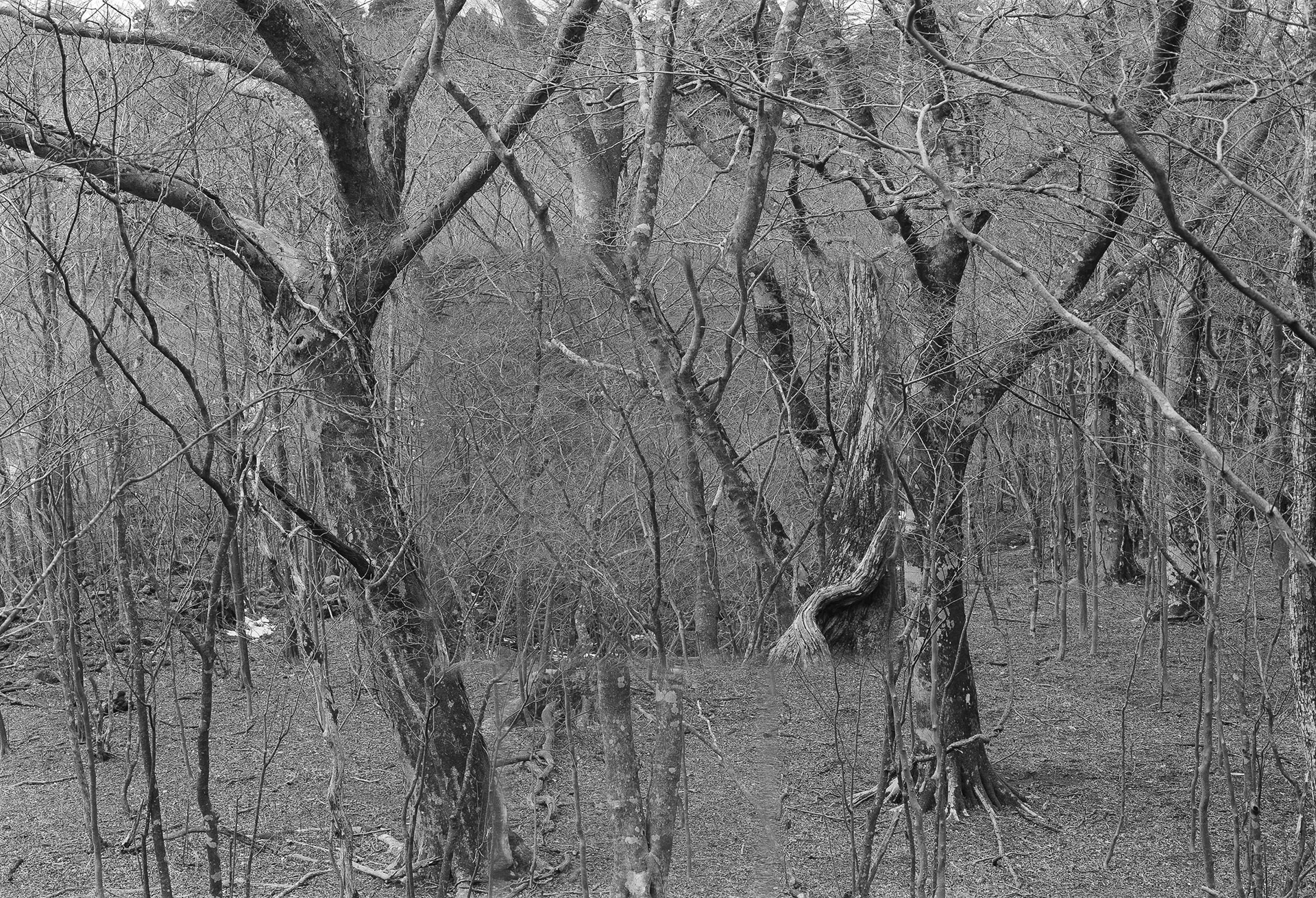 Forest in Forest,Forest