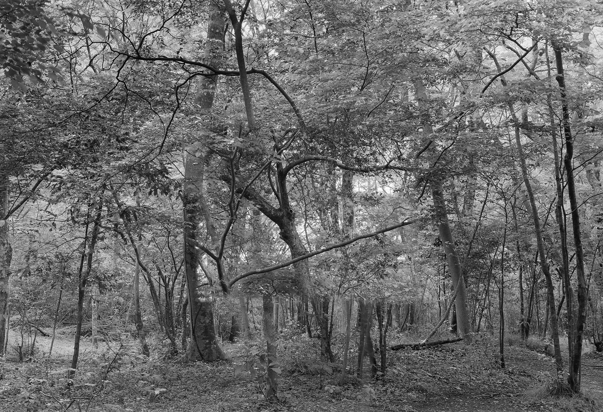 Forest in Forest,Forest