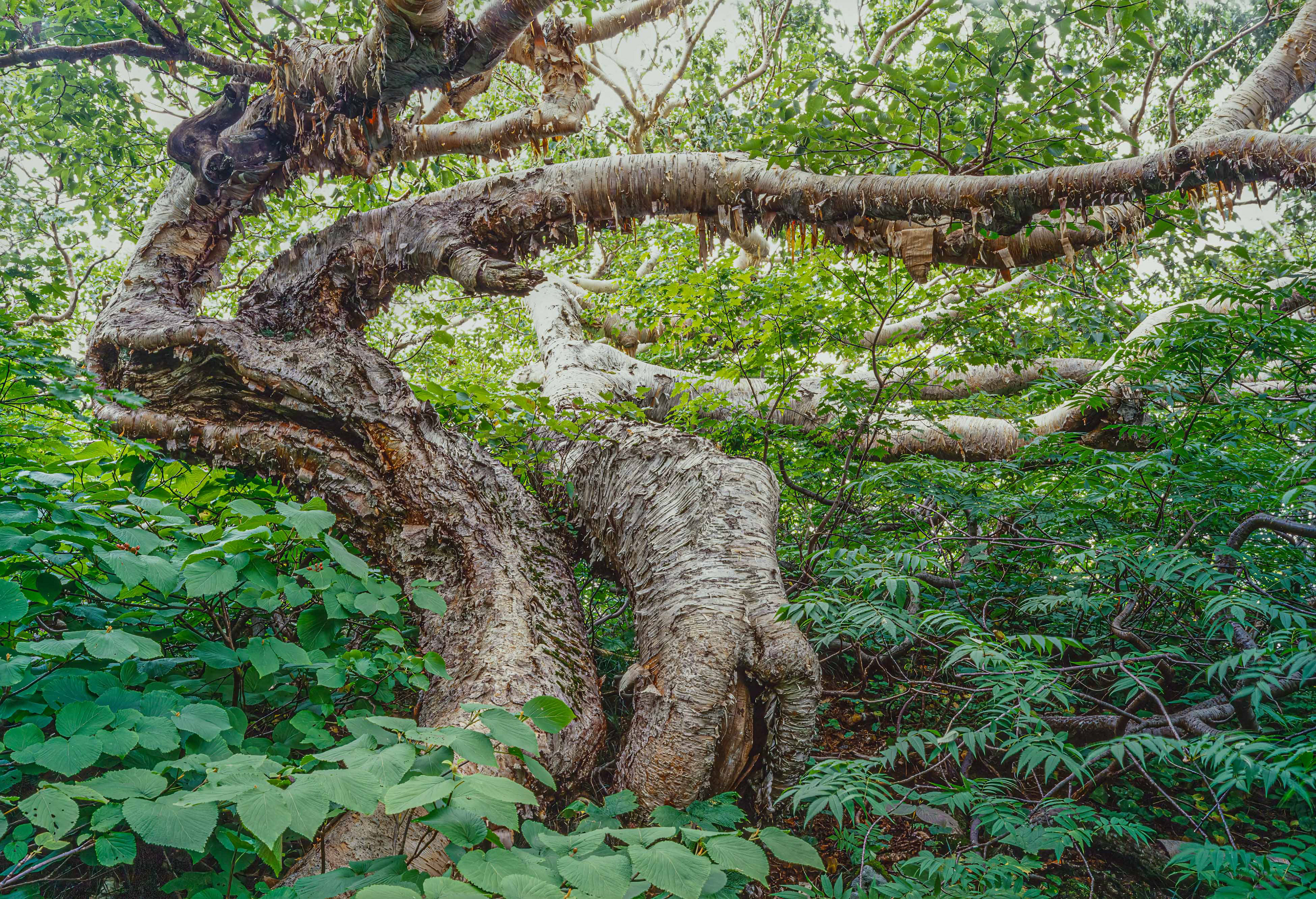 ダケカンバ,Erman's birch,鳥海山
