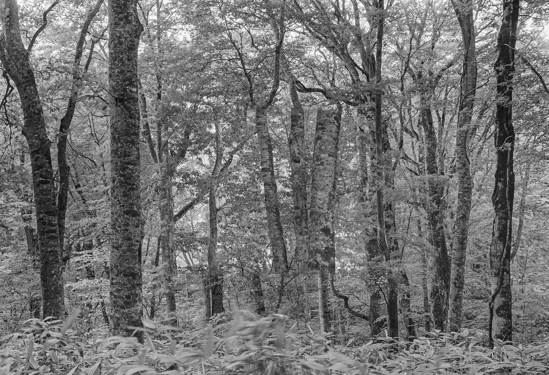 Forest in Forest,Forest