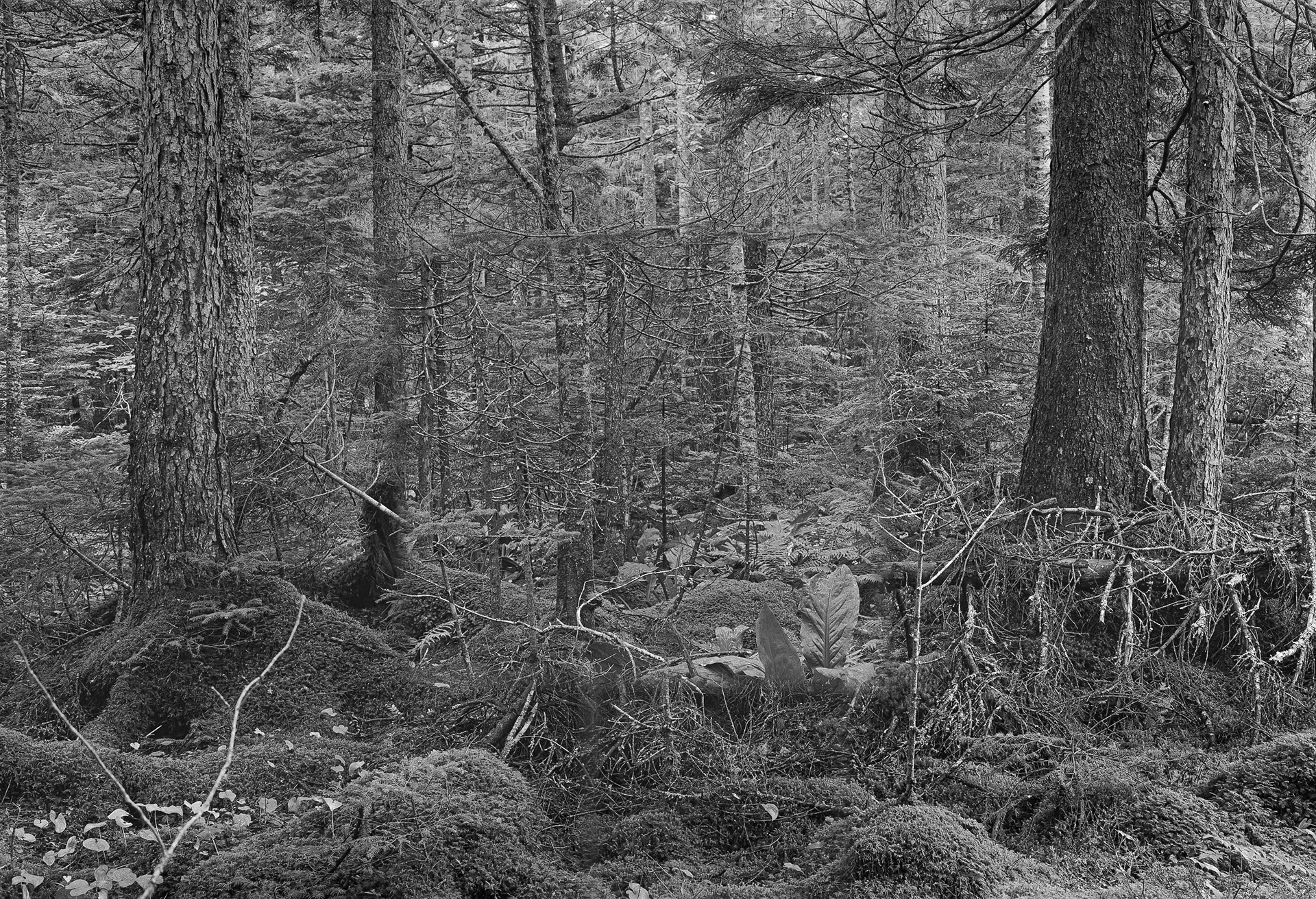 Forest in Forest,Forest