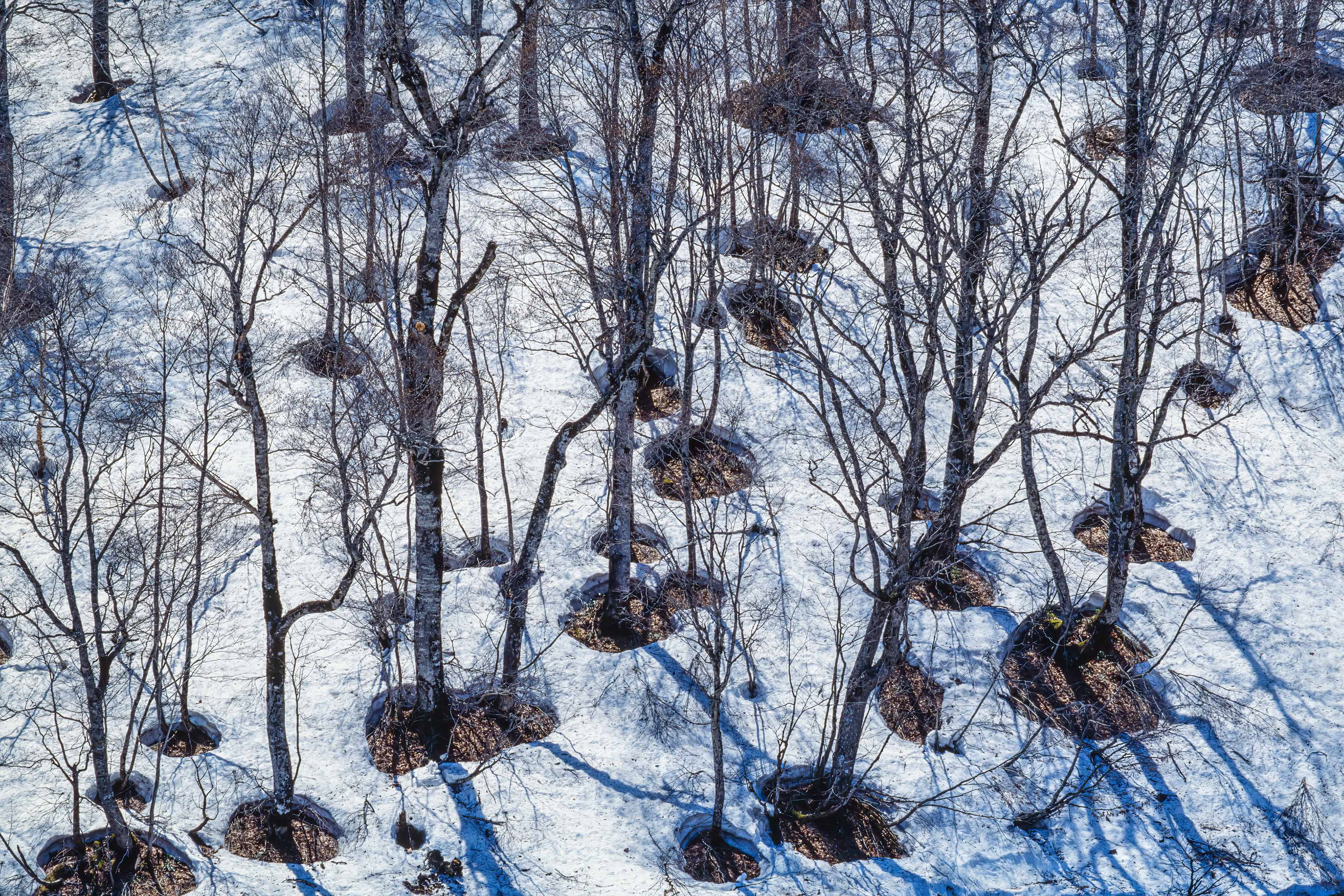 beech forest,ブナ林,尾瀬,残雪