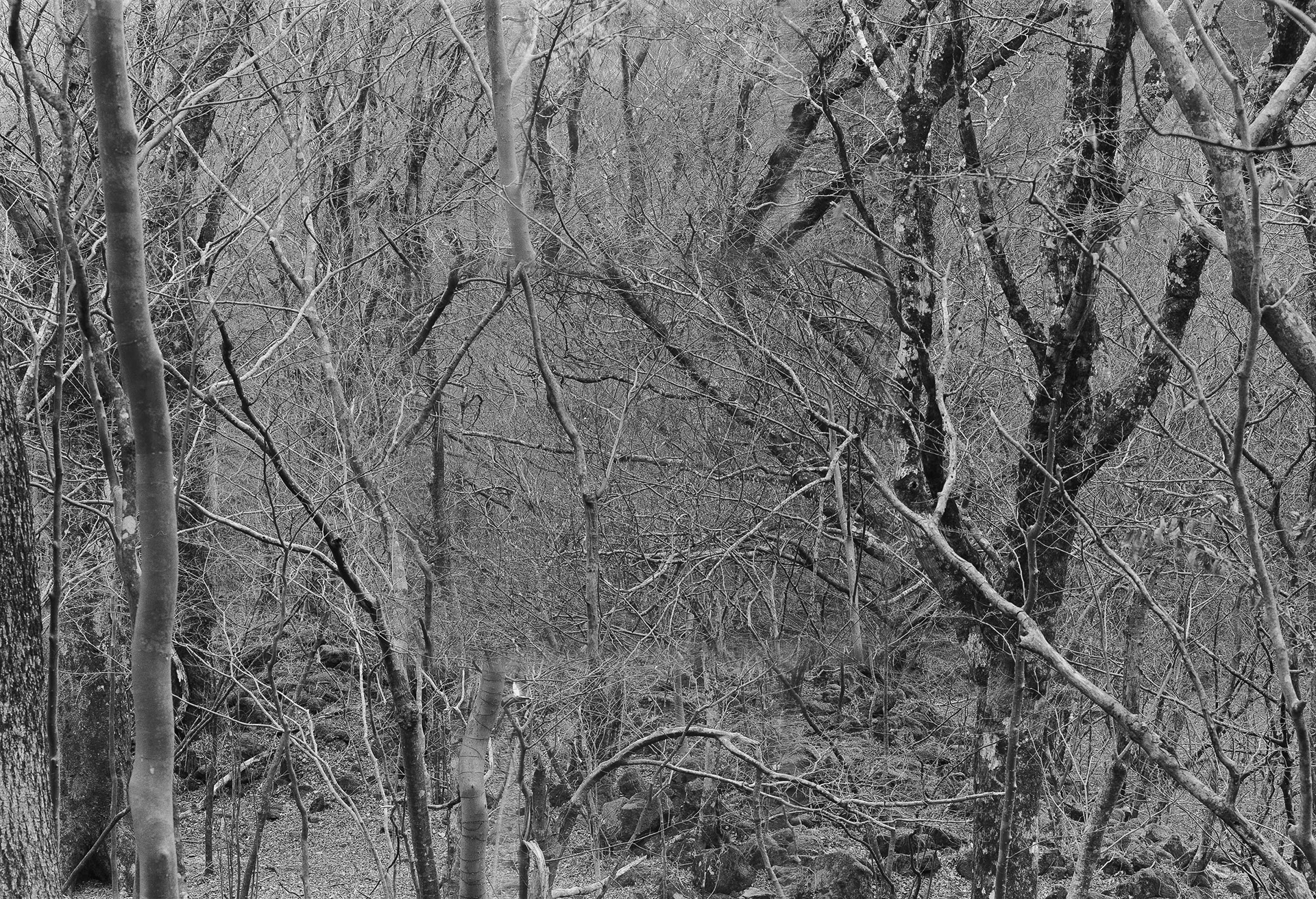 Forest in Forest,Forest