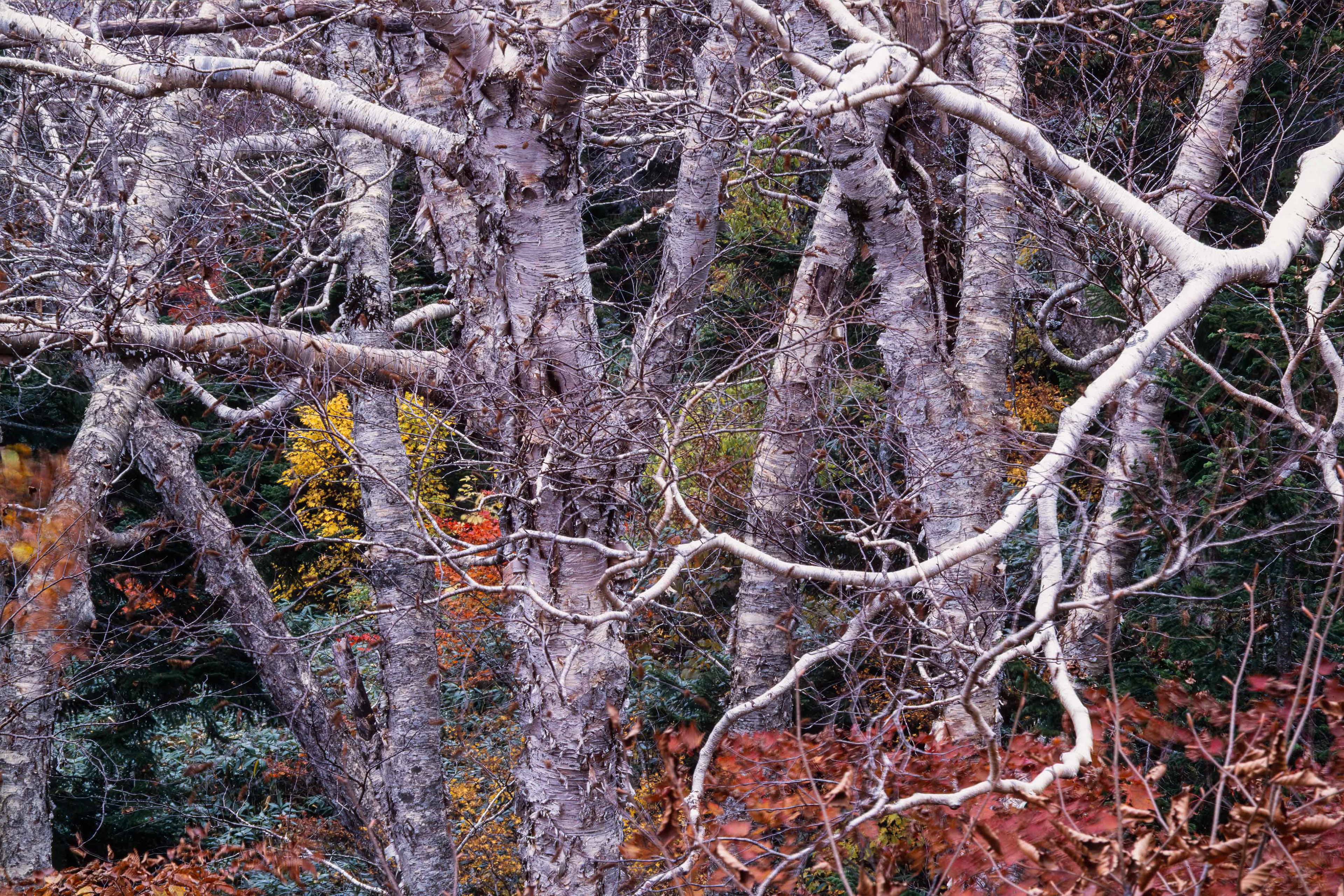 ダケカンバ,Erman's birch,八甲田山