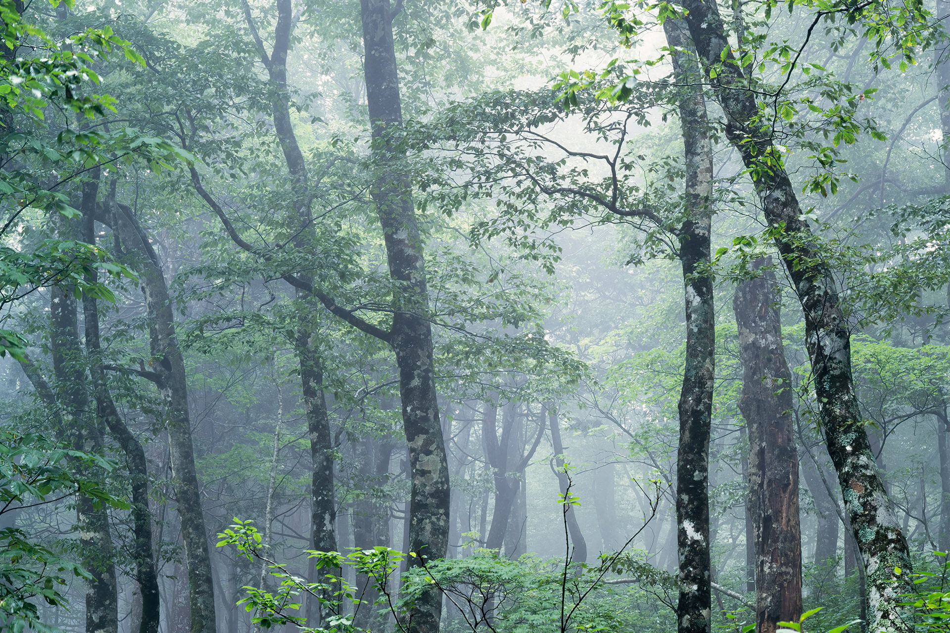 Forest,森の誘い
