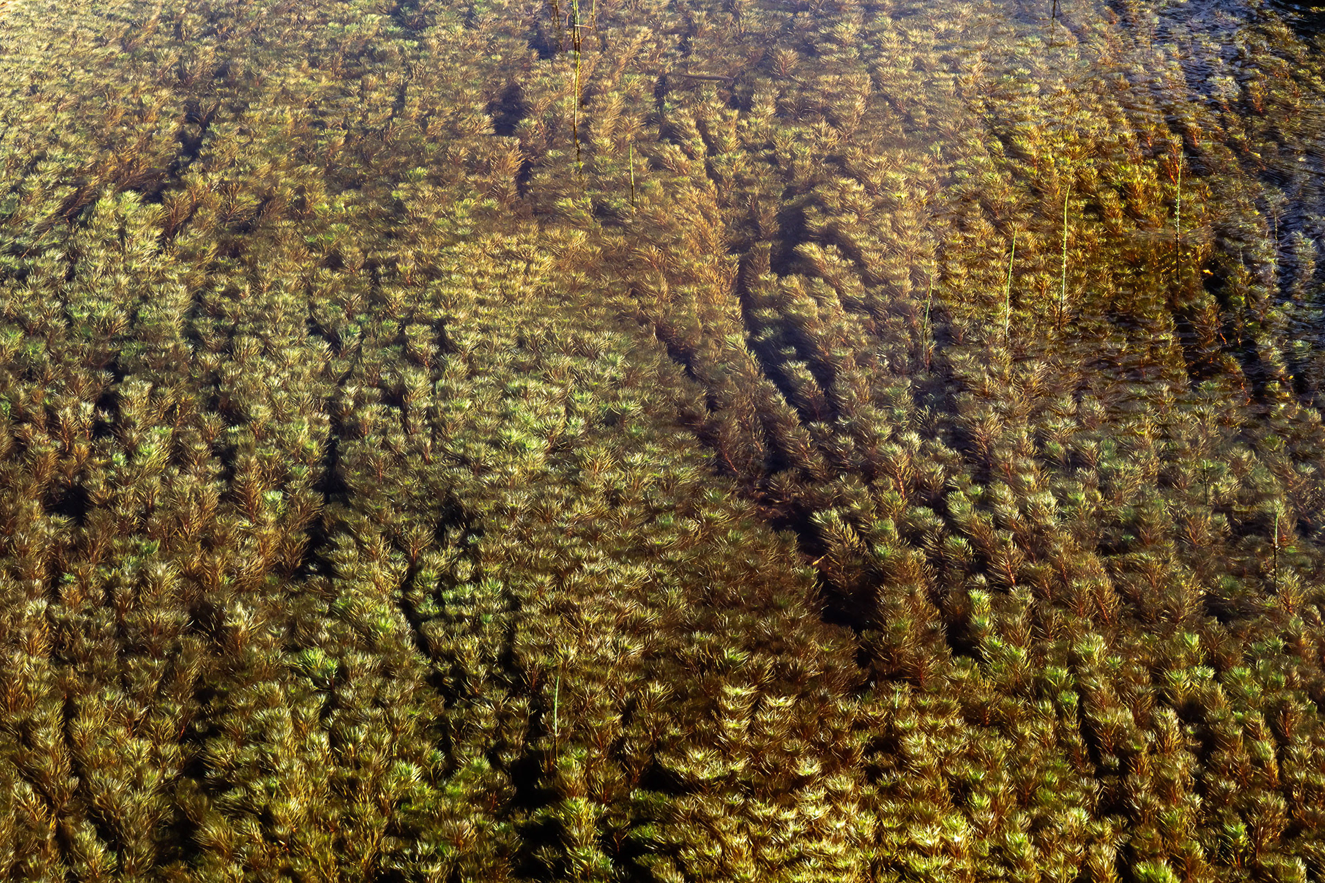 Forest Pattern