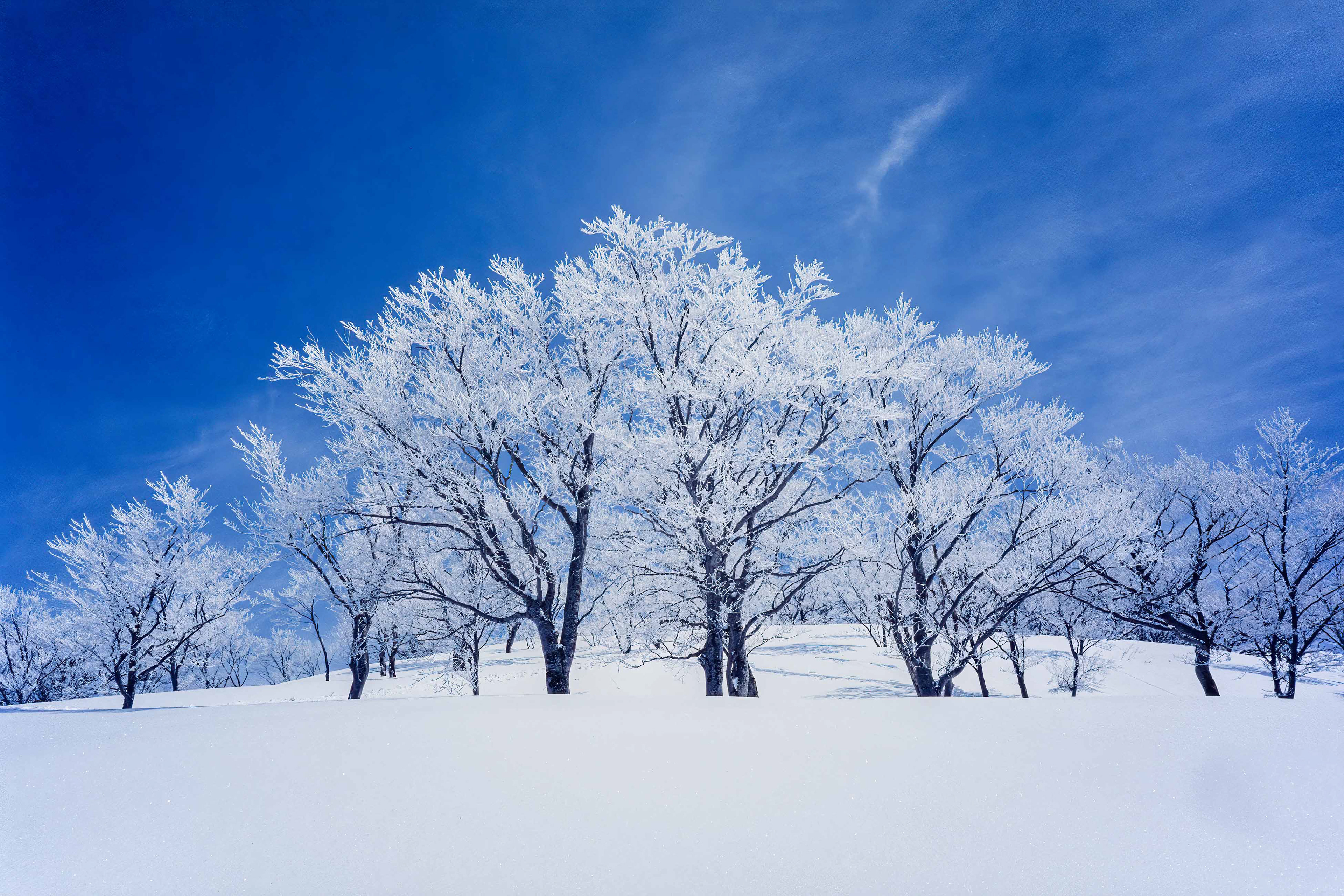 beech forest,ブナ林,巻機山,霧氷
