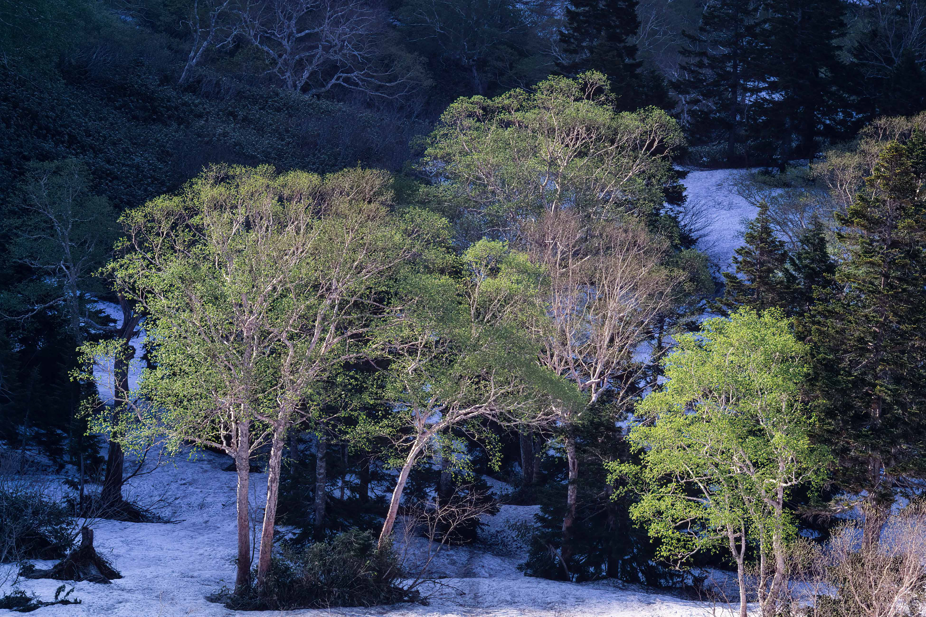 ダケカンバ,Erman's birch,八幡平