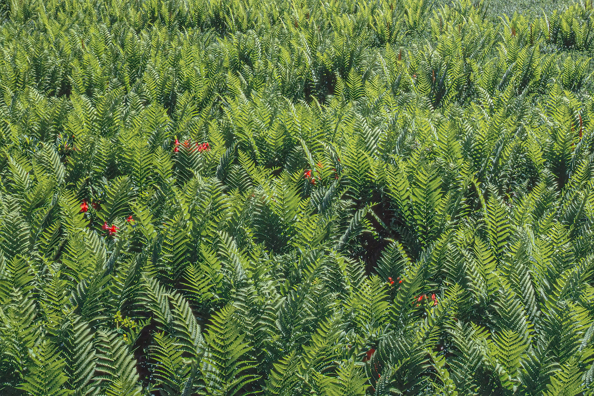 Forest Pattern