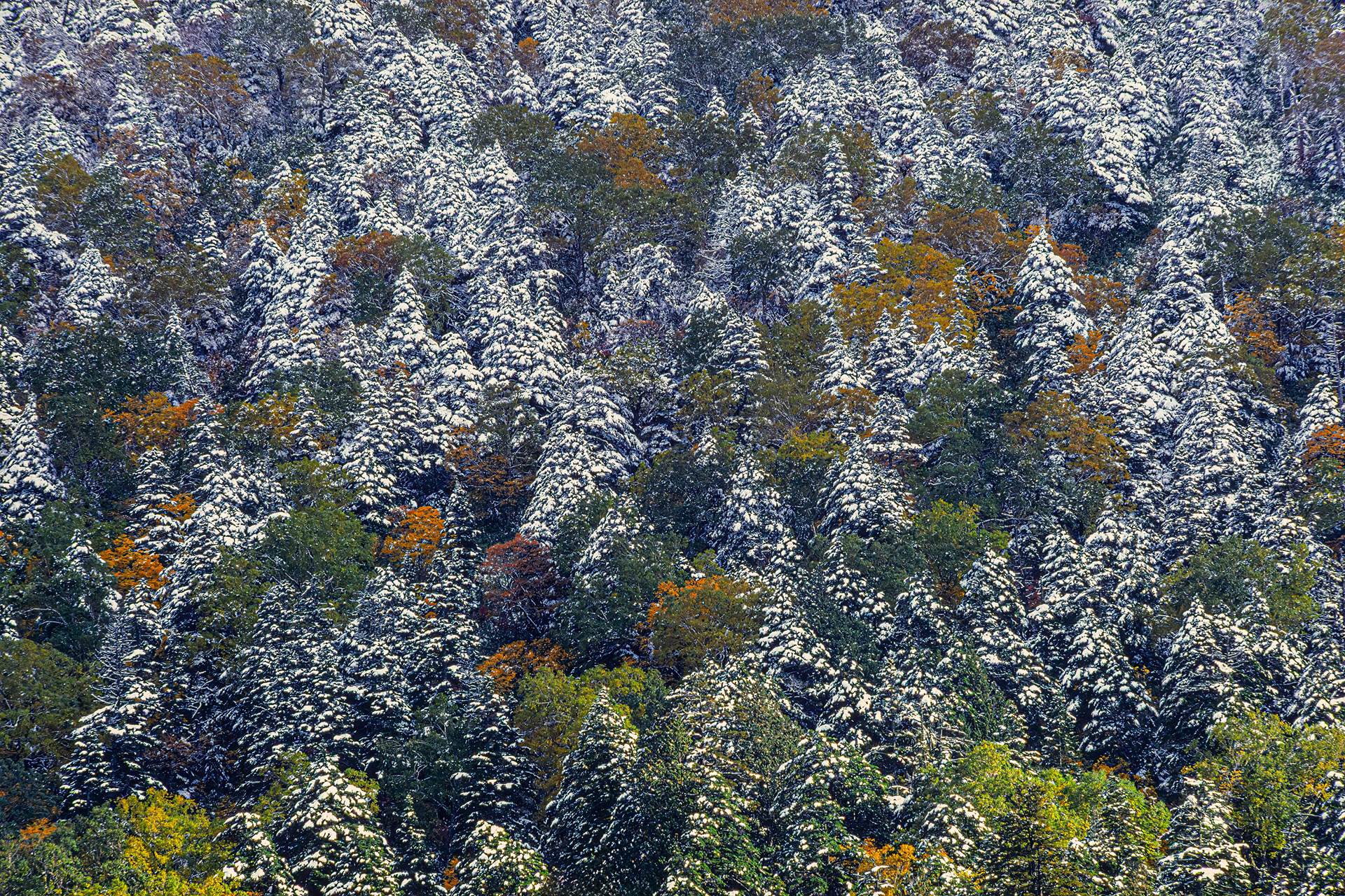 Forest Pattern