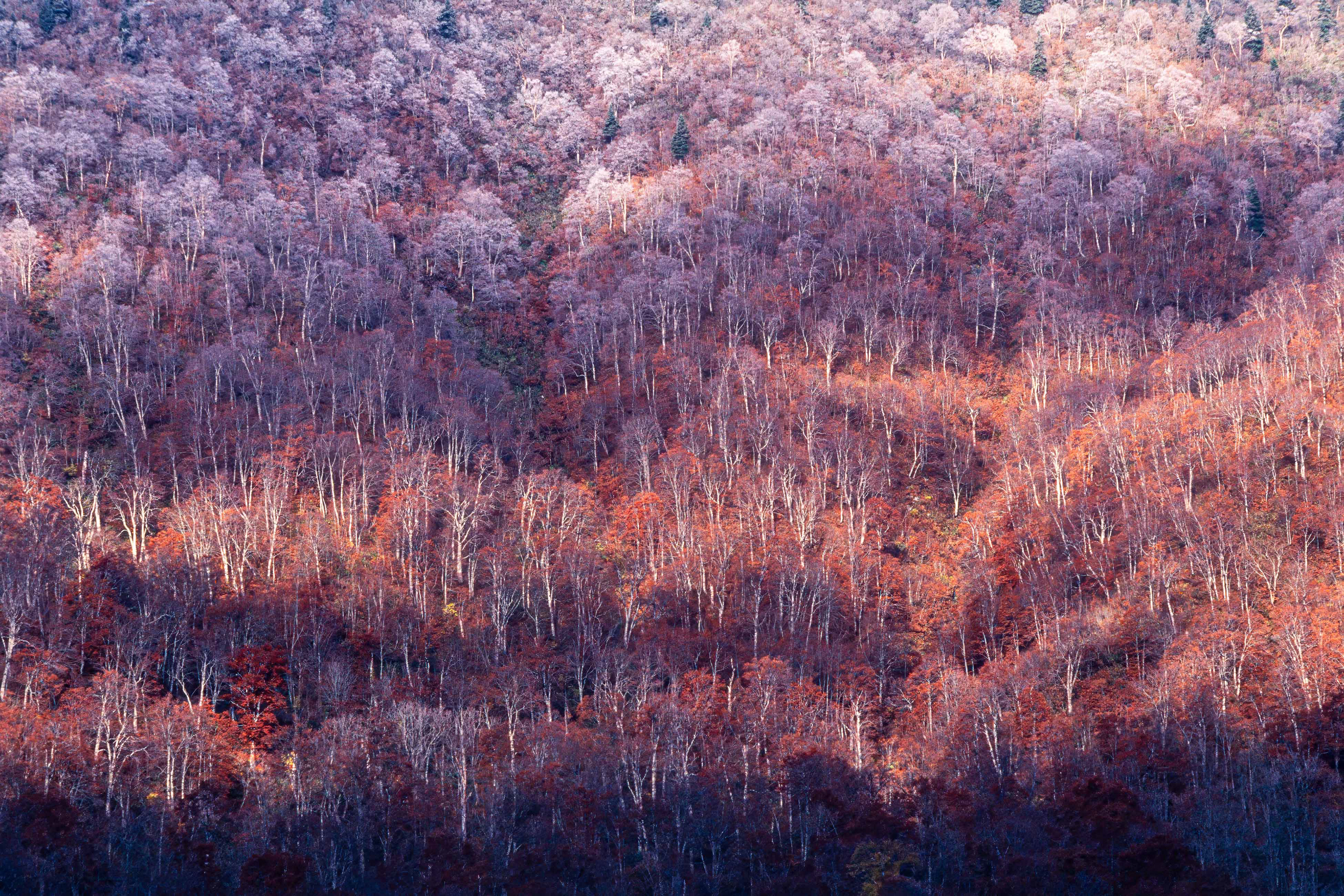 ダケカンバ,Erman's birch,尾瀬
