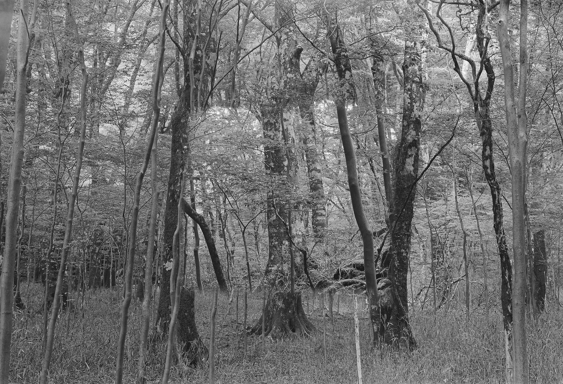 Forest in Forest,Forest