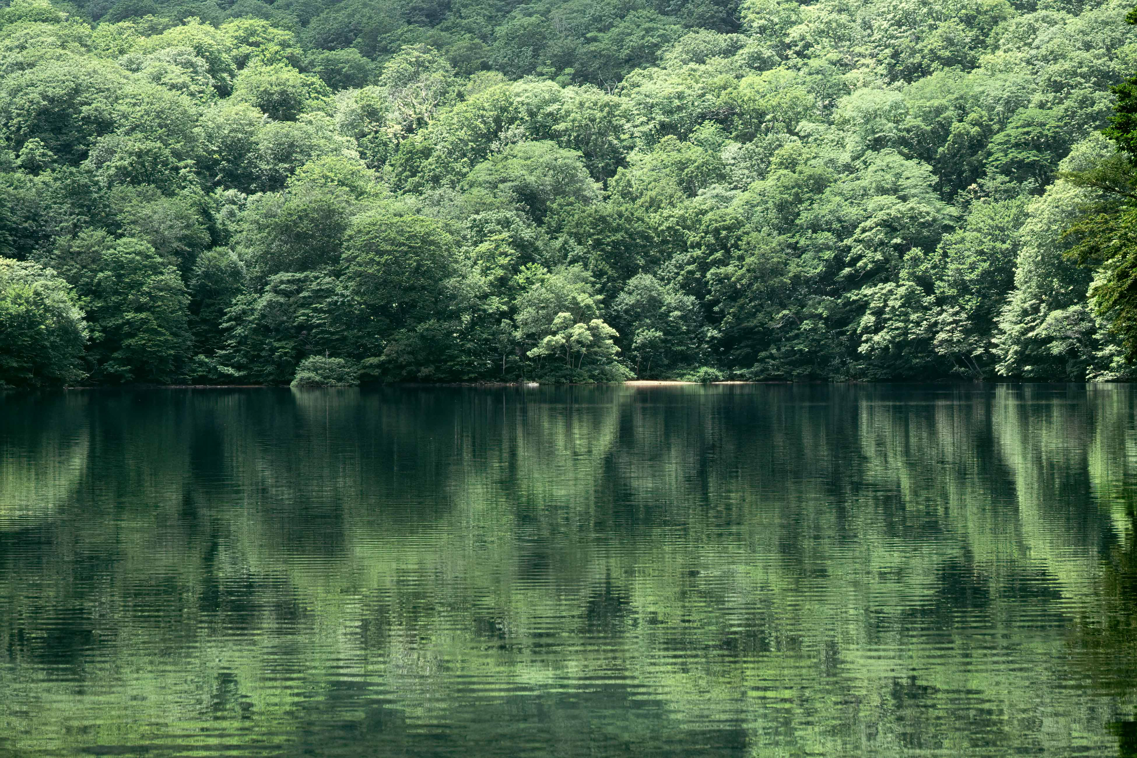 beech forest,ブナ林,八甲田山,赤沼