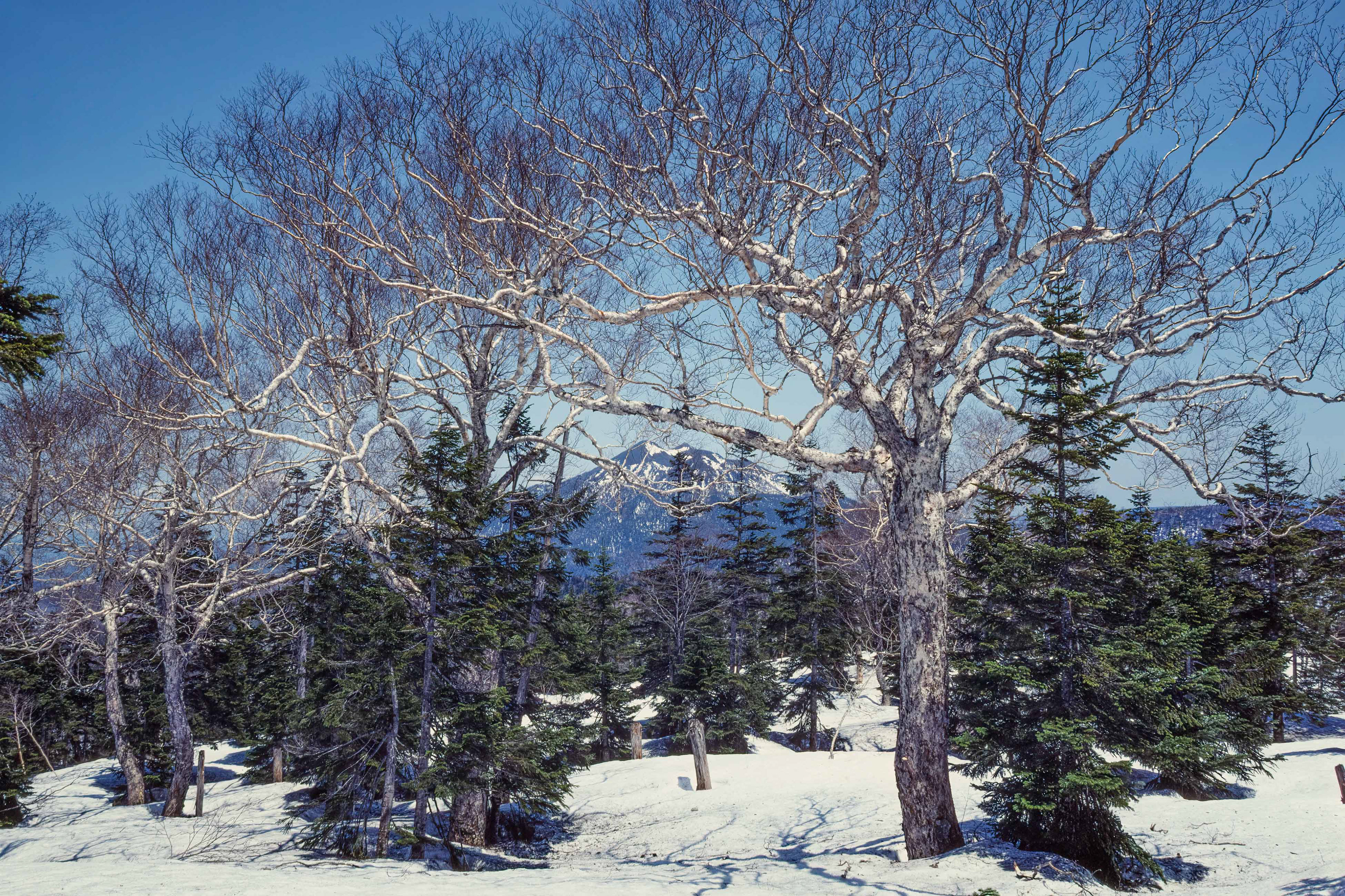 ダケカンバ,Erman's birch,尾瀬
