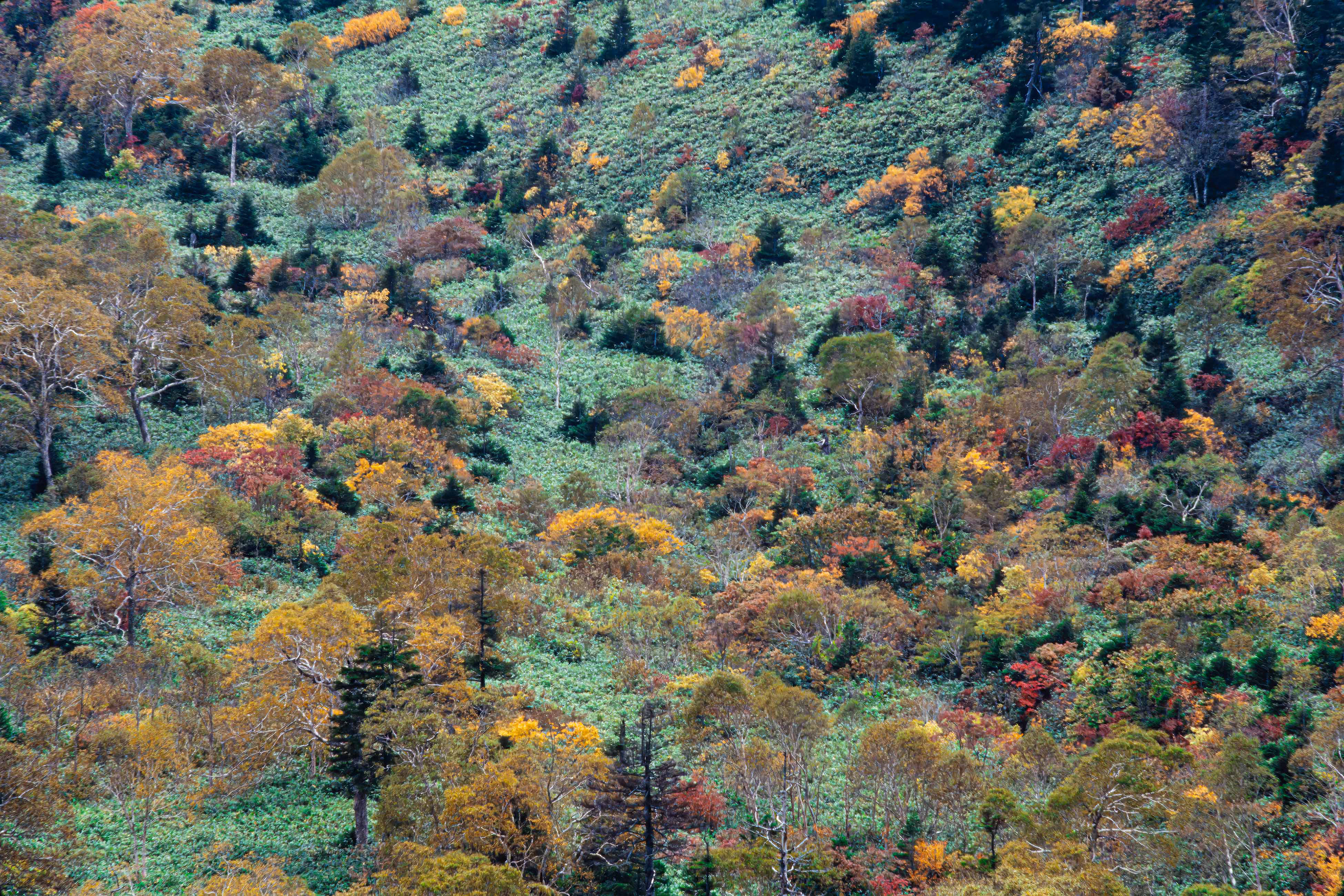 beech forest,ブナ林,尾瀬
