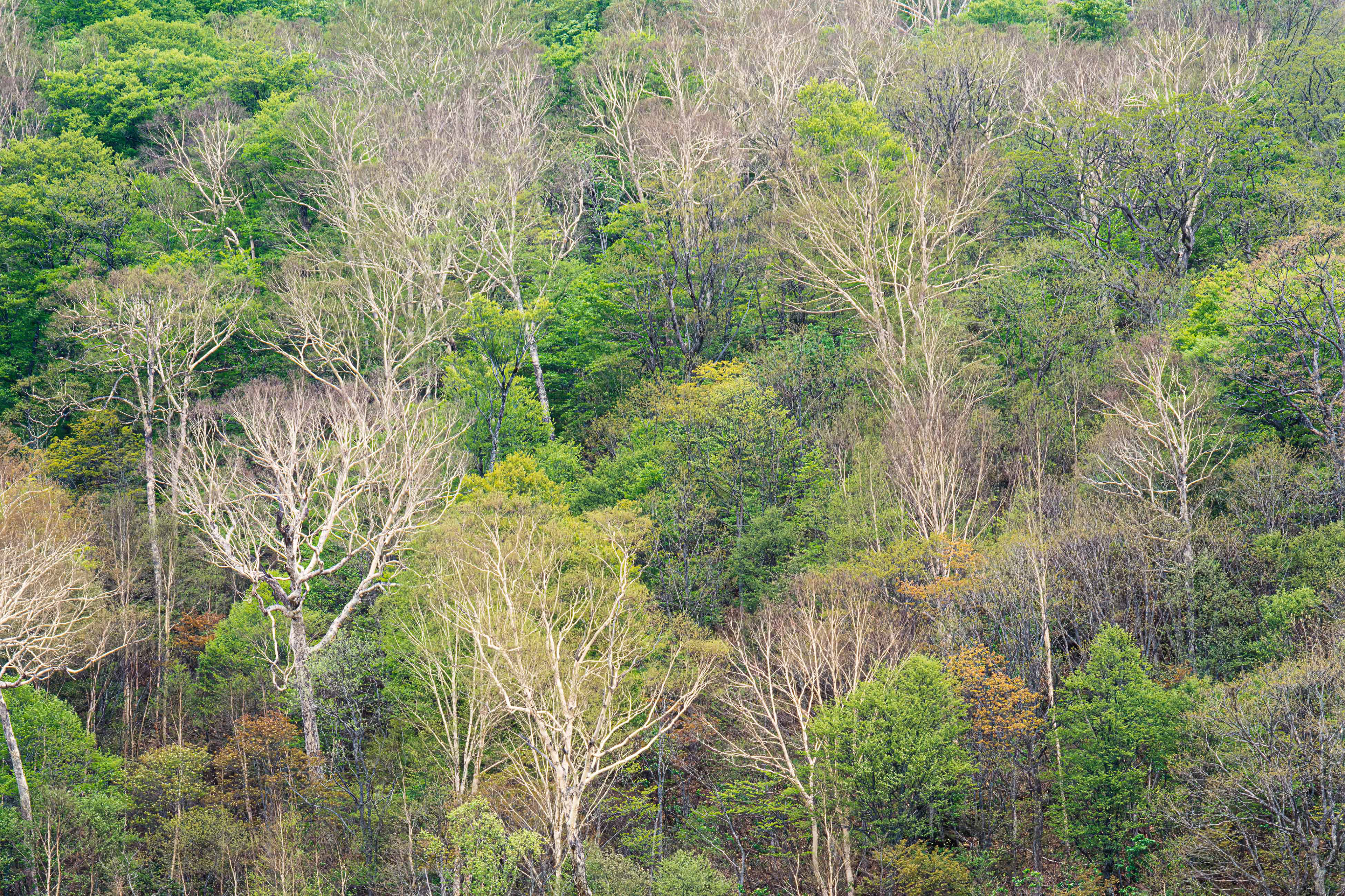 beech forest,ブナ林,尾瀬,新緑