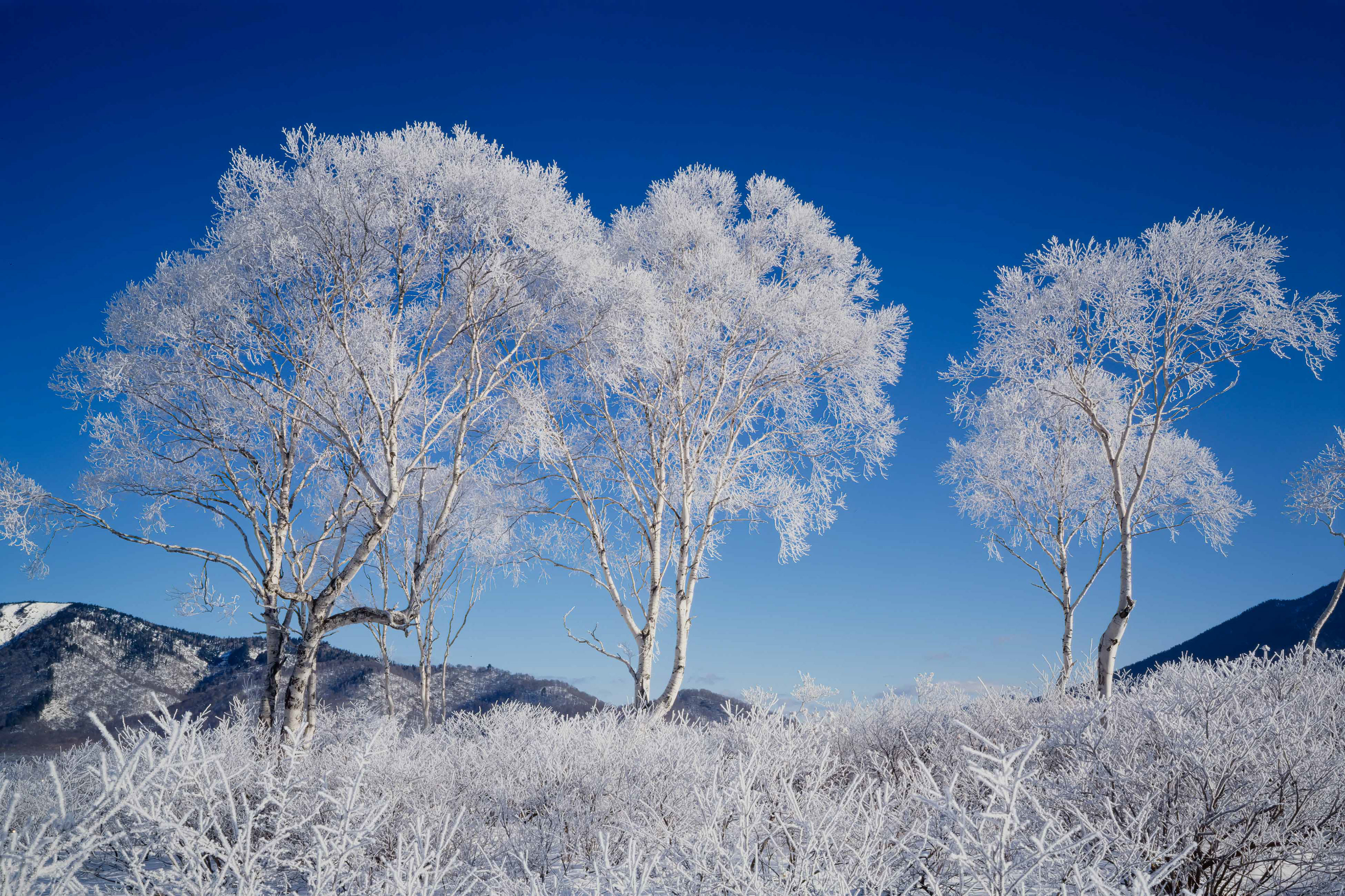 ダケカンバ,Erman's birch,尾瀬