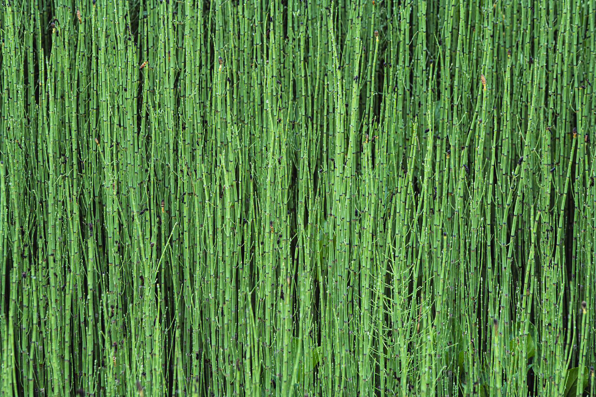 Forest Pattern