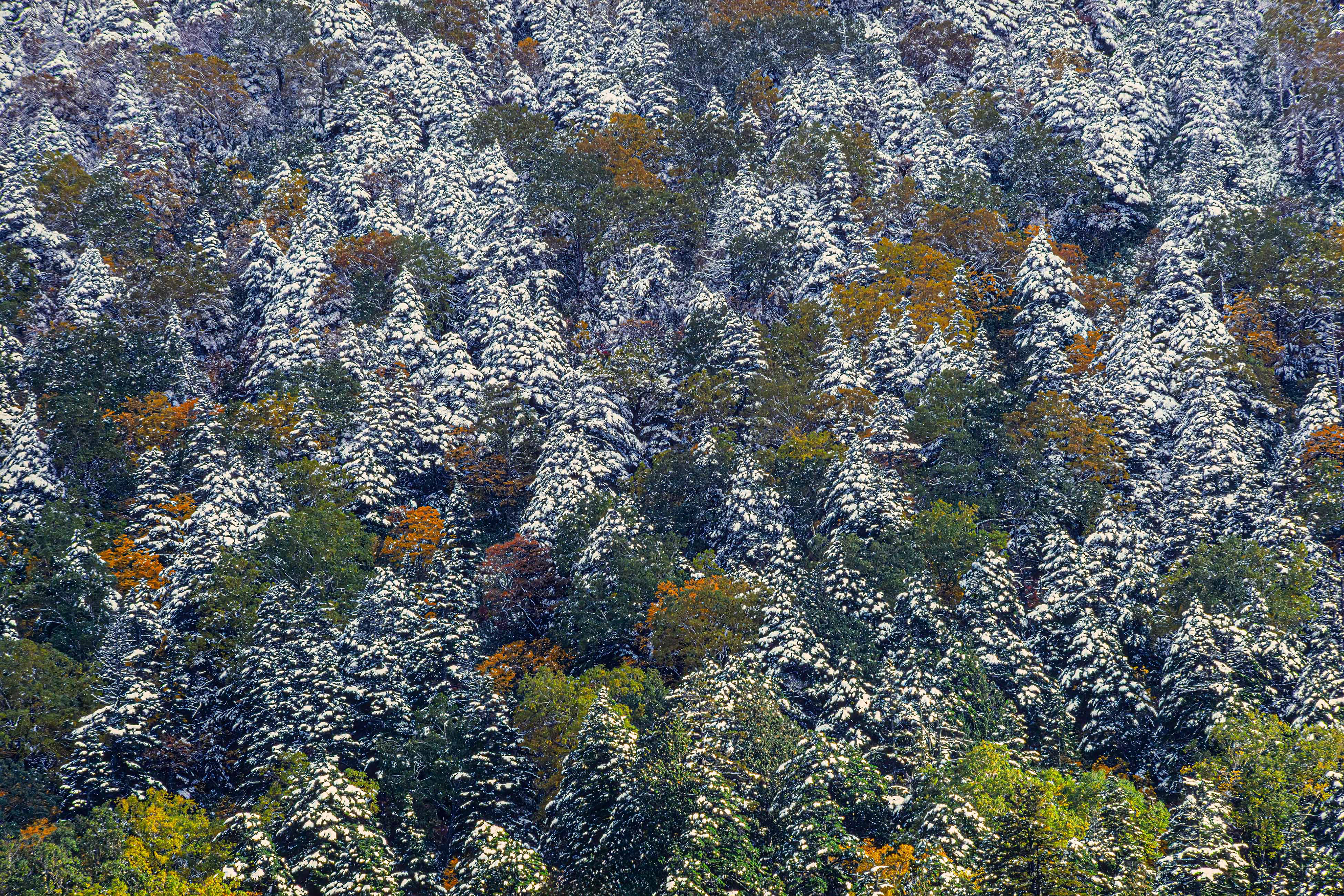 beech forest,ブナ林,尾瀬