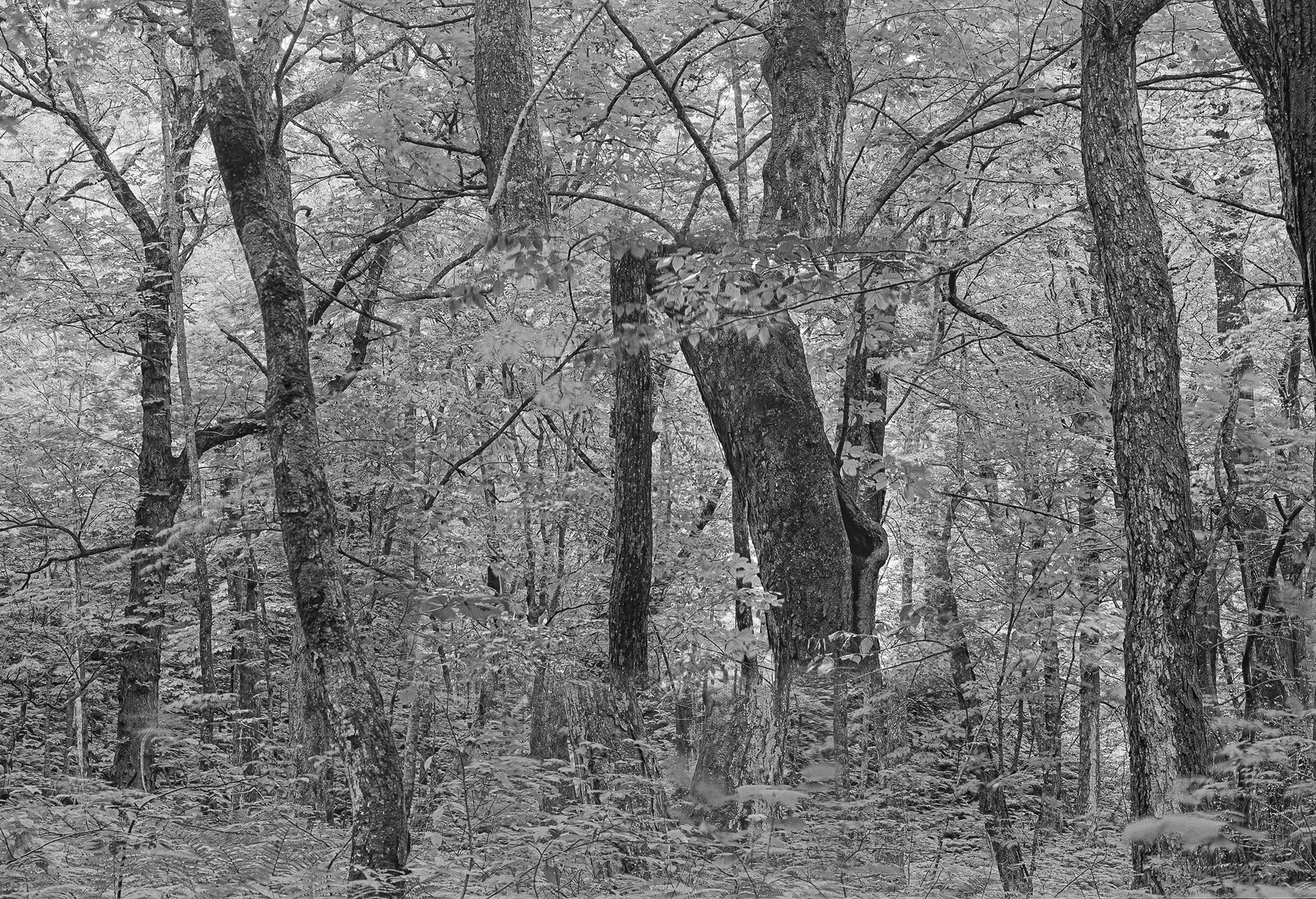 Forest in Forest,Forest