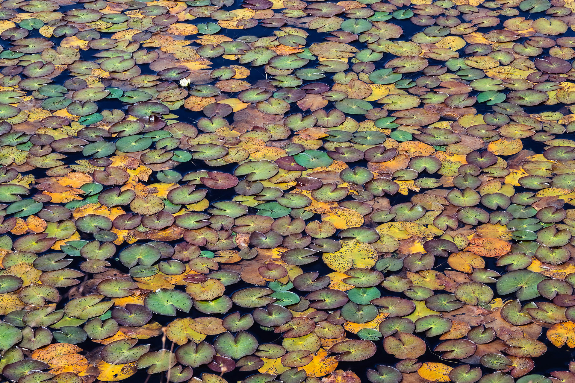 Forest Pattern