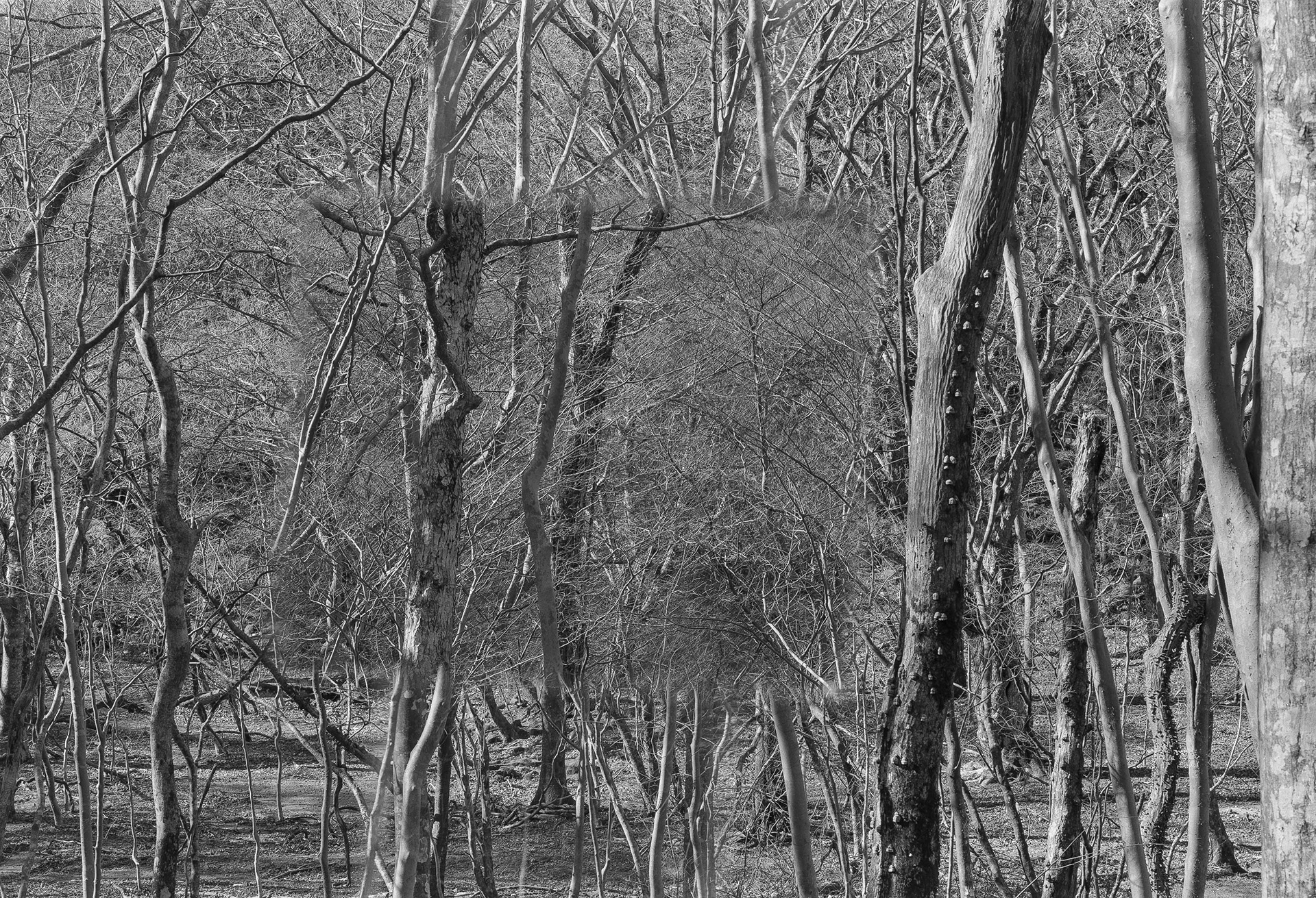 Forest in Forest,Forest
