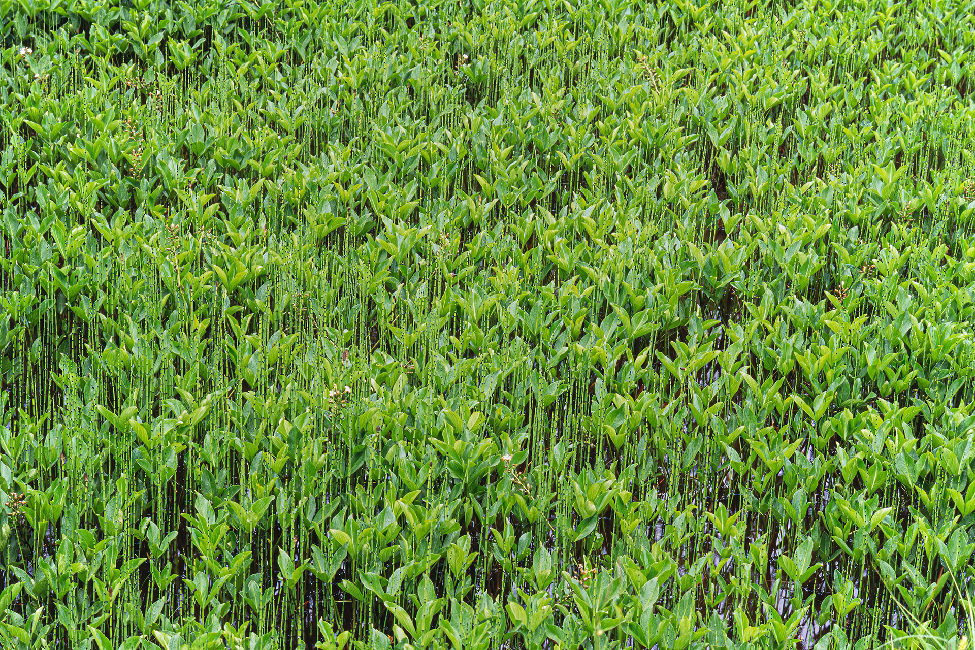 Forest Pattern