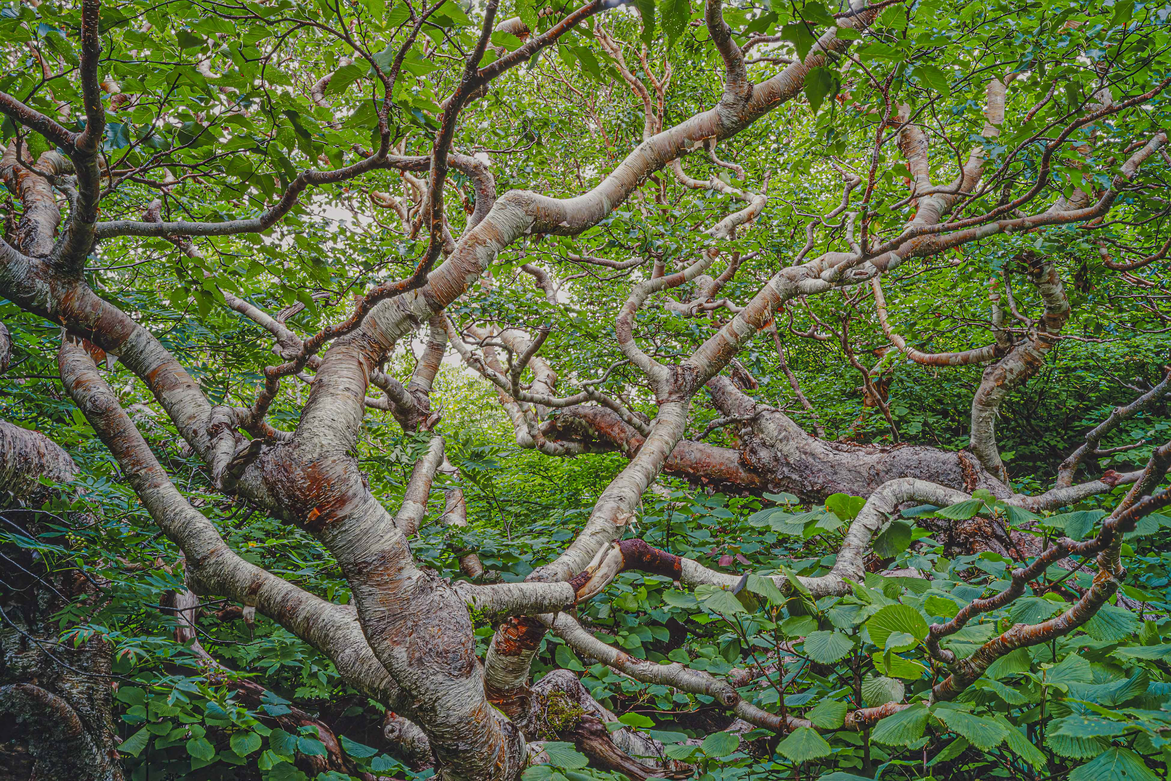 ダケカンバ,Erman's birch,鳥海山