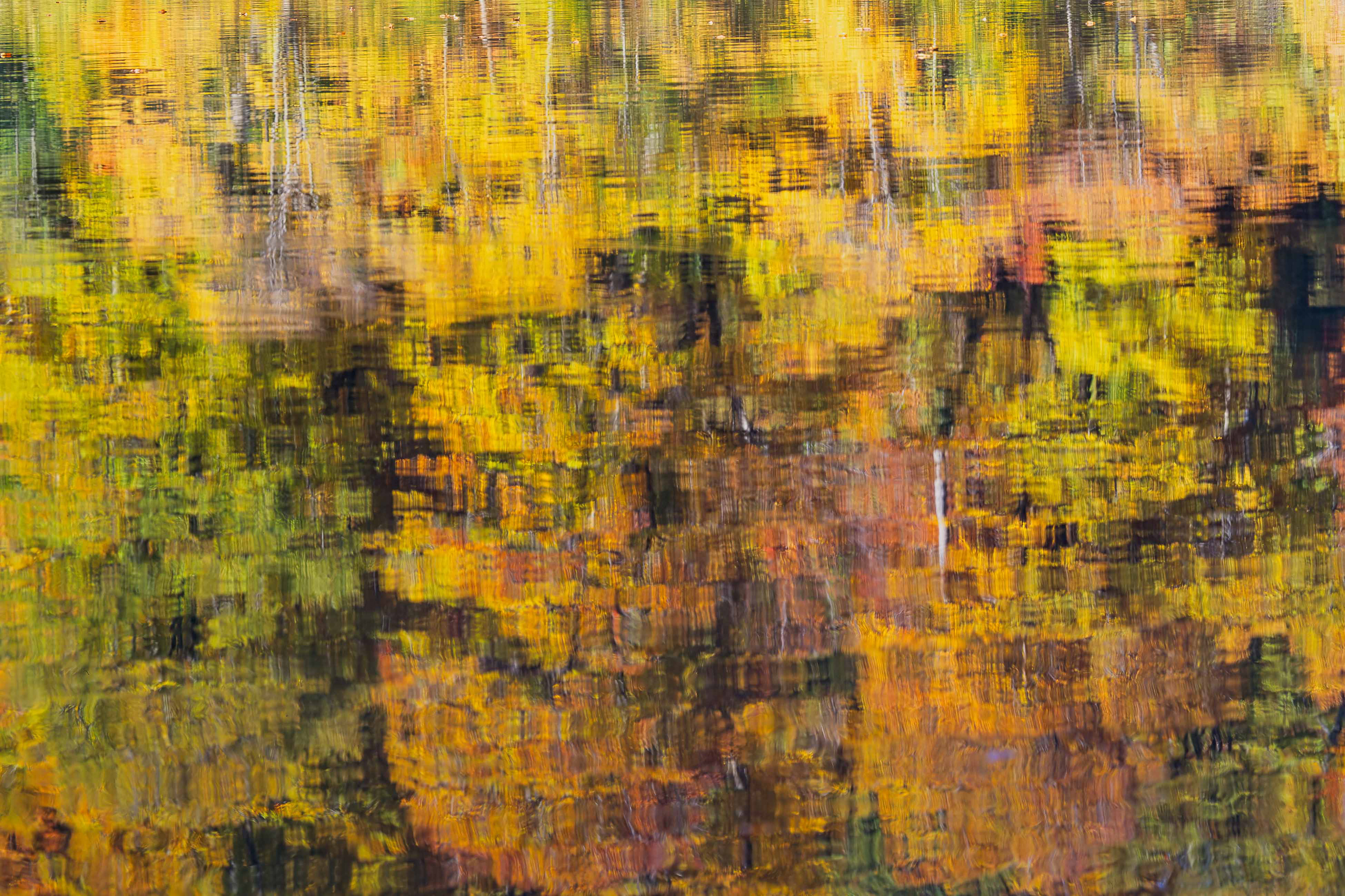 beech forest,ブナ林,浅草岳,紅葉