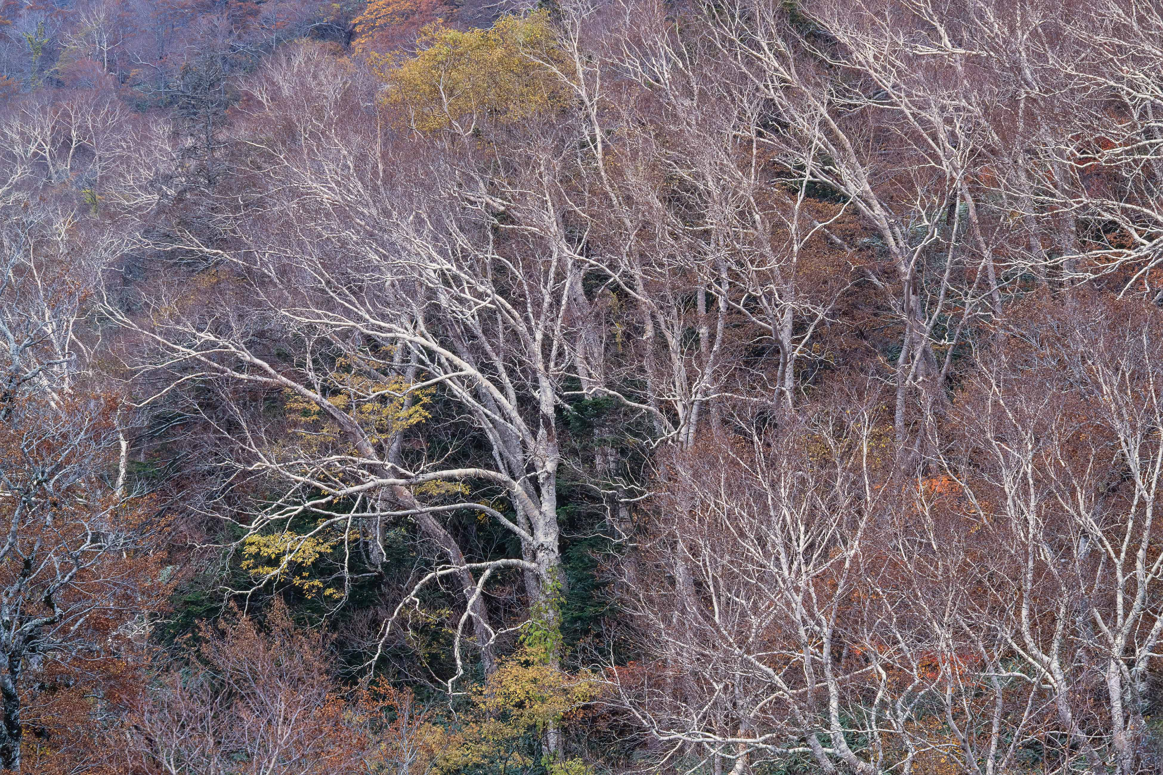 ダケカンバ,Erman's birch,八甲田山