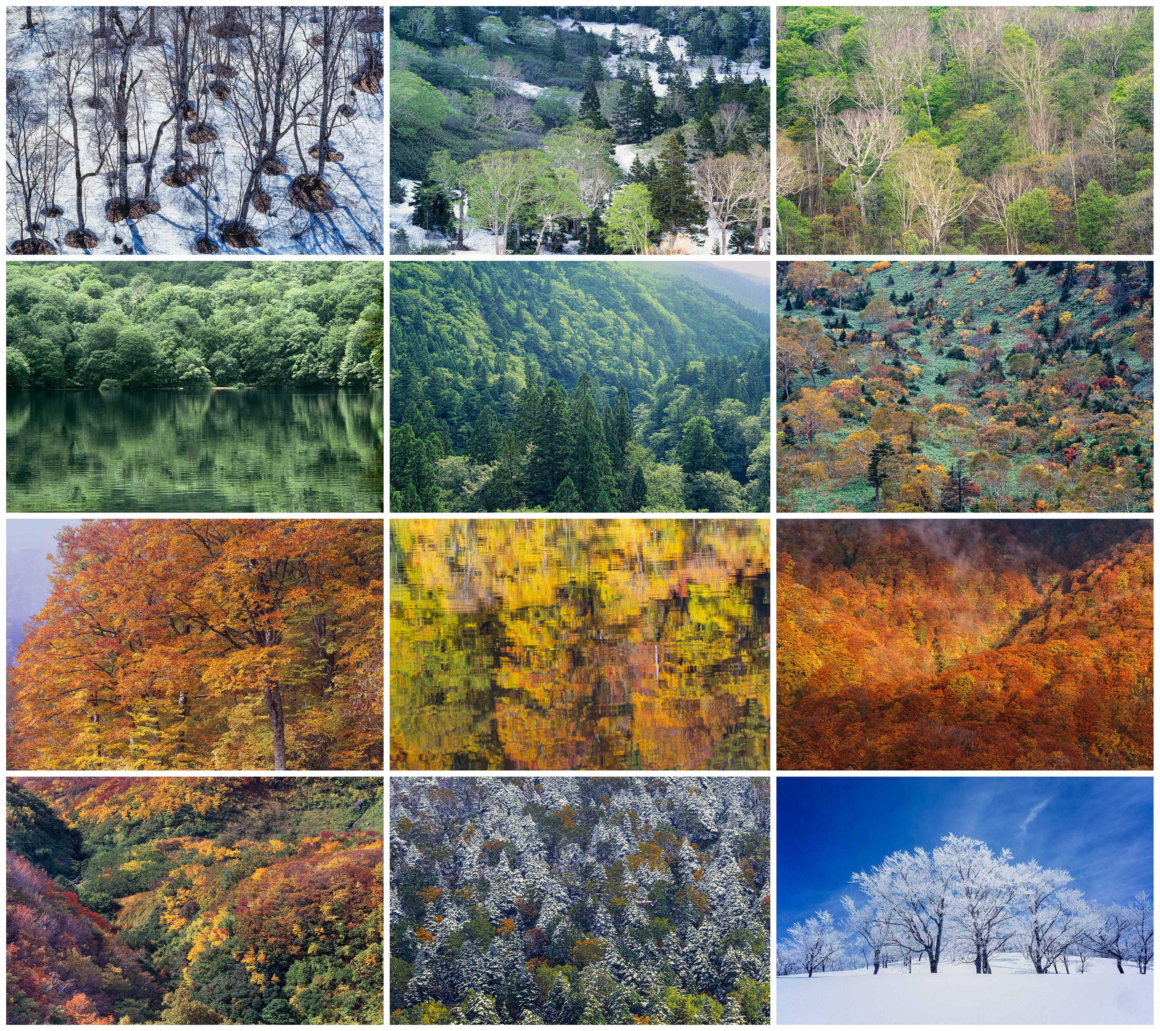 beech forest,ブナ林
