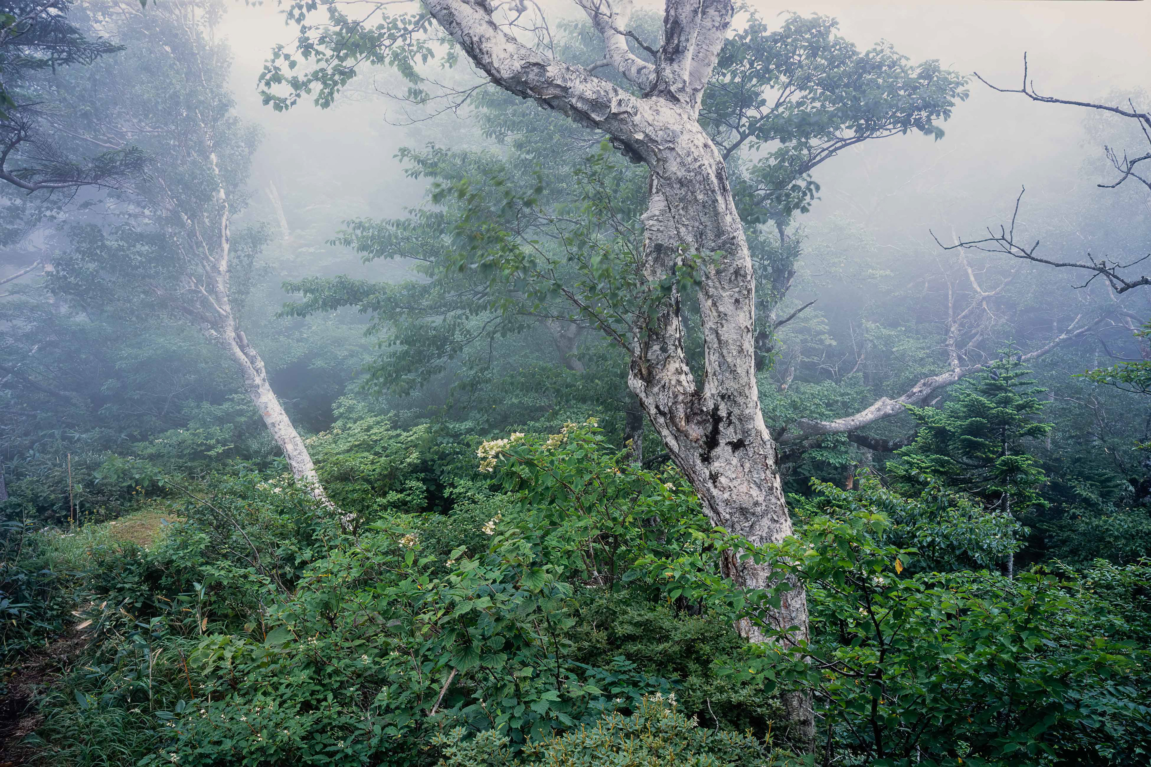 ダケカンバ,Erman's birch,八甲田山