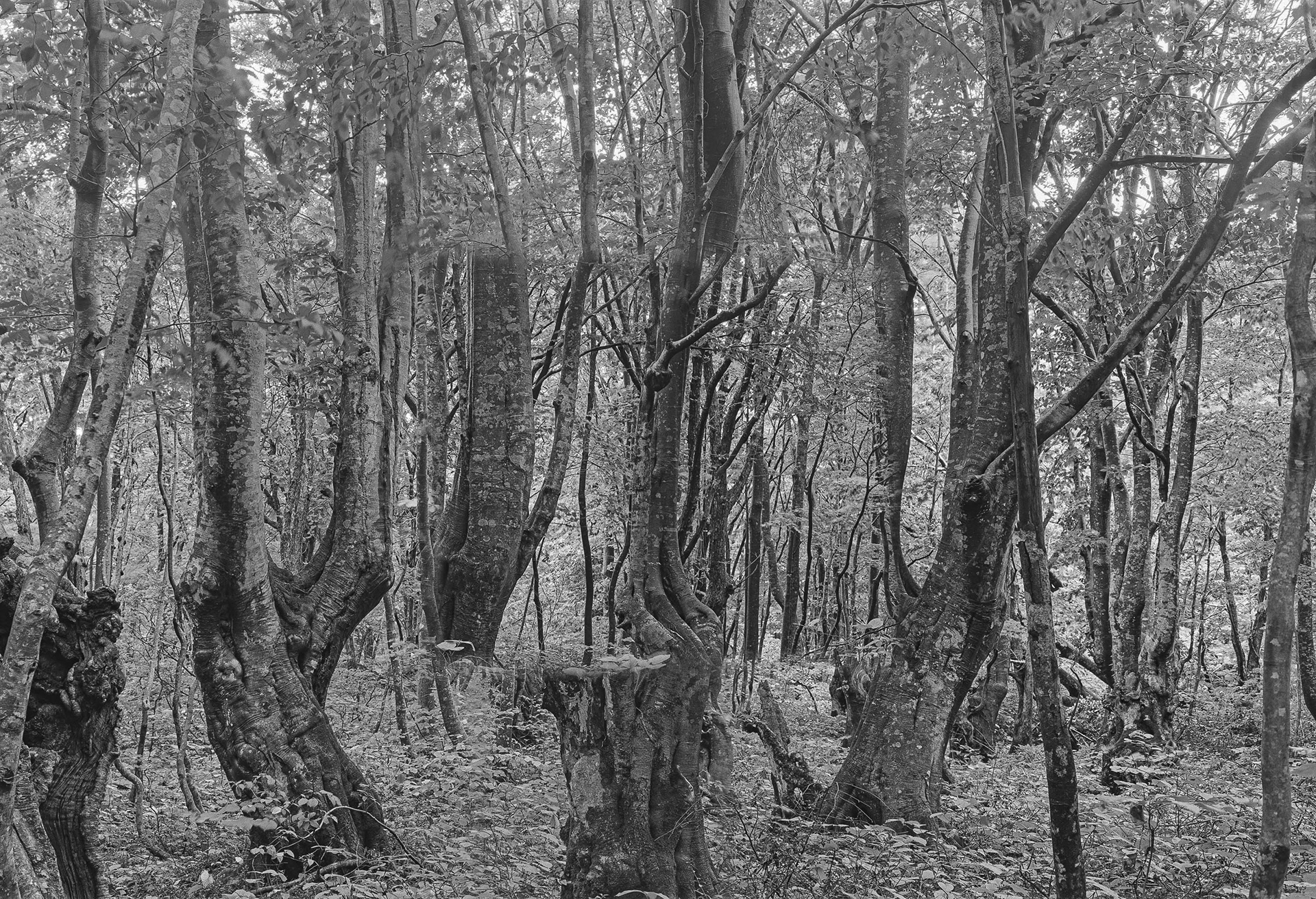 Forest in Forest,Forest