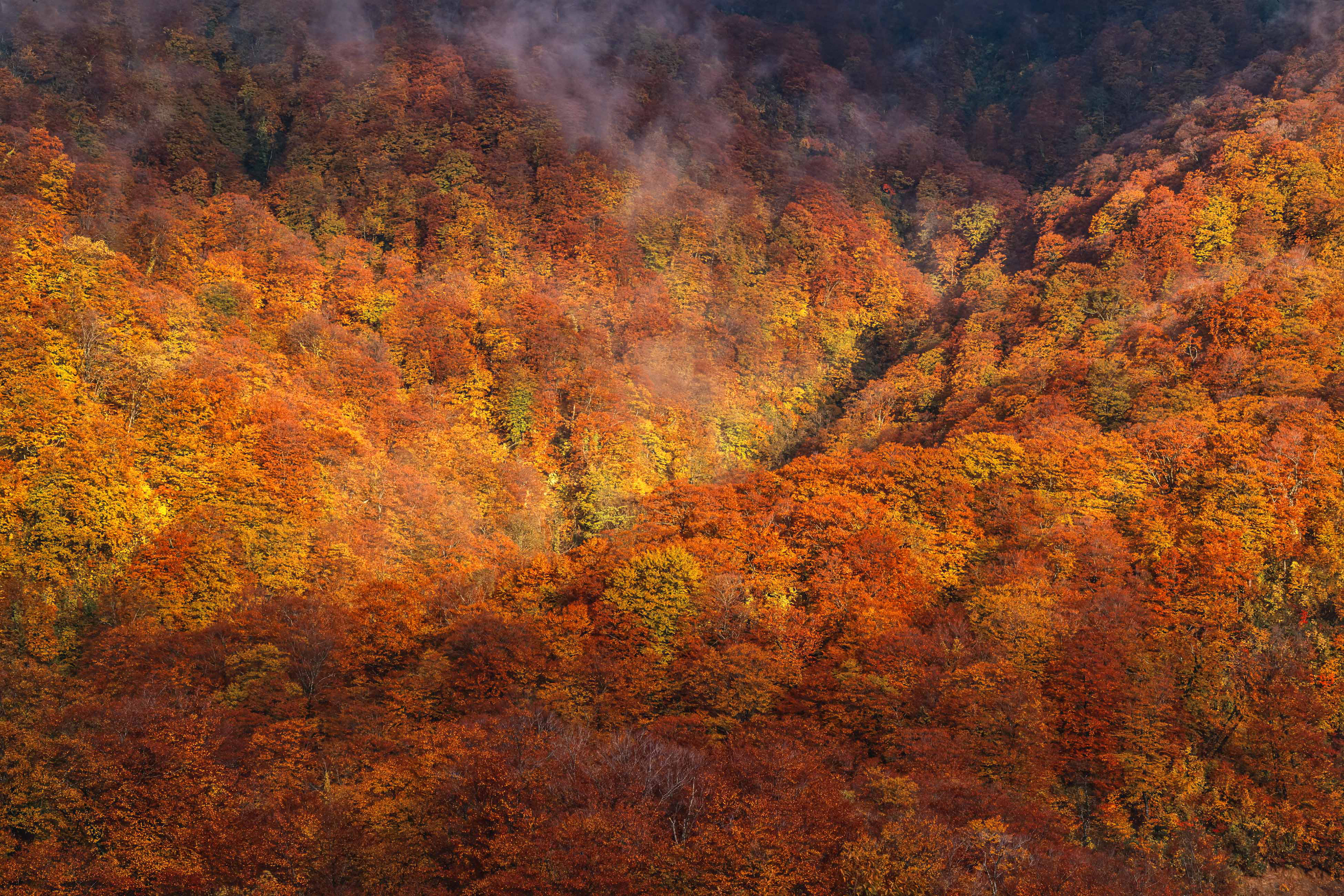beech forest,ブナ林,秋田駒ケ岳,紅葉