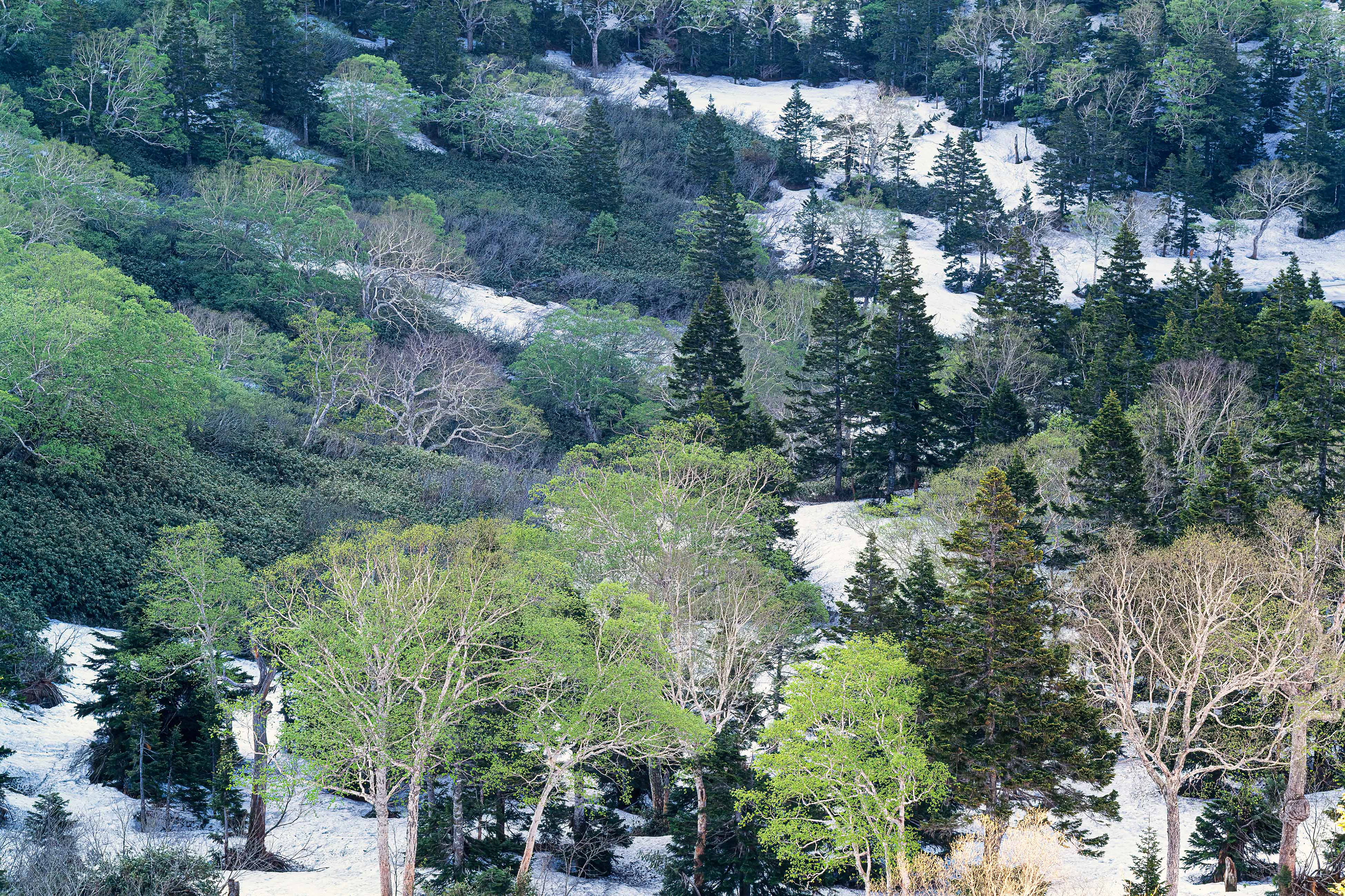 beech forest,ブナ林,八幡平,新緑
