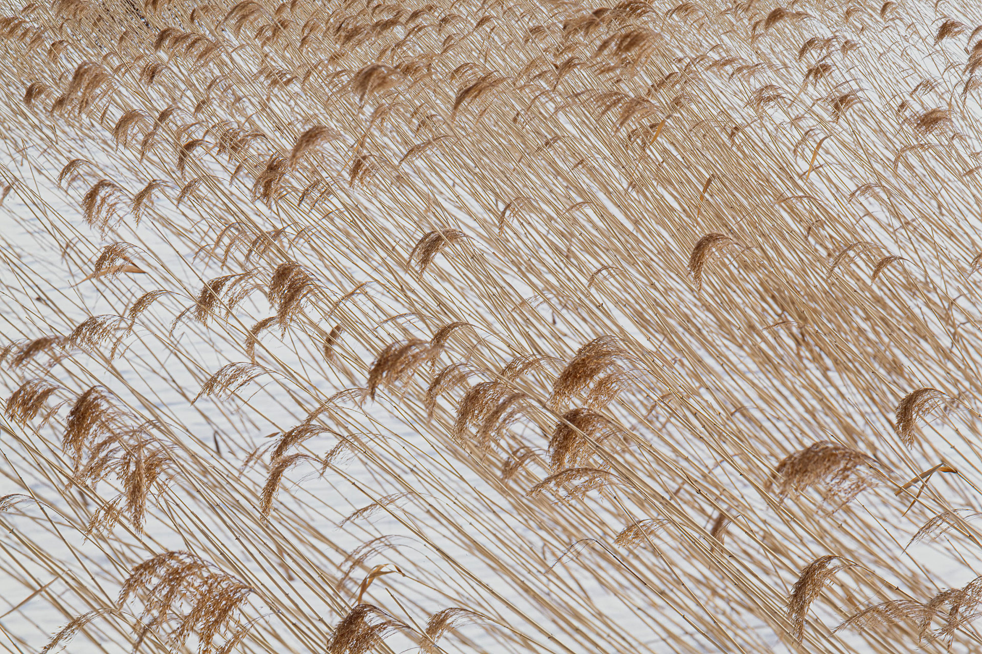 Forest Pattern