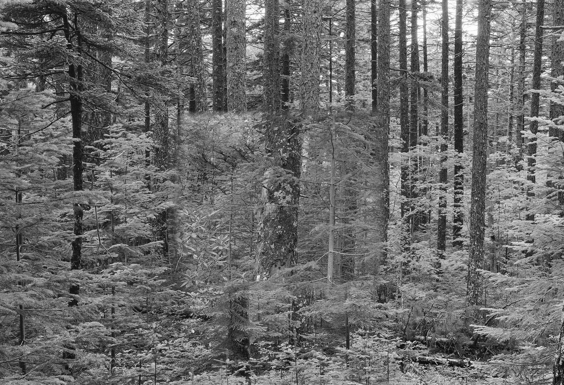 Forest in Forest,Forest