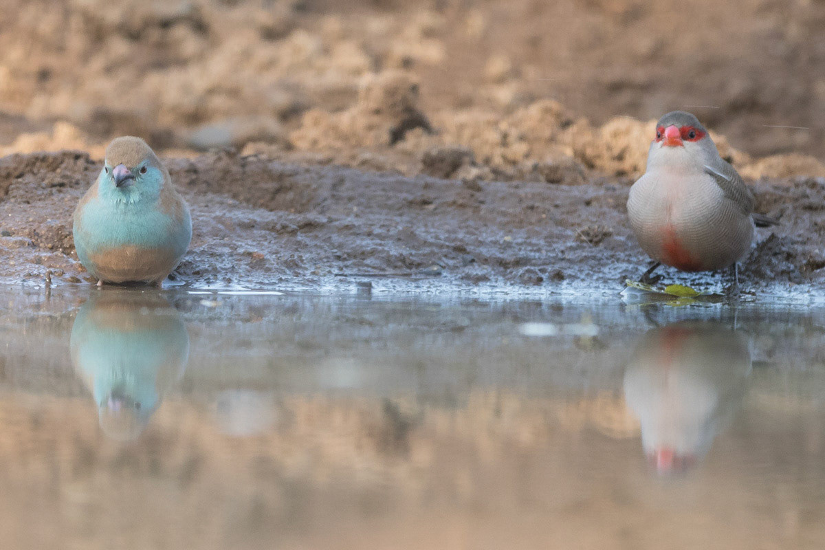Common and red faced waxbills