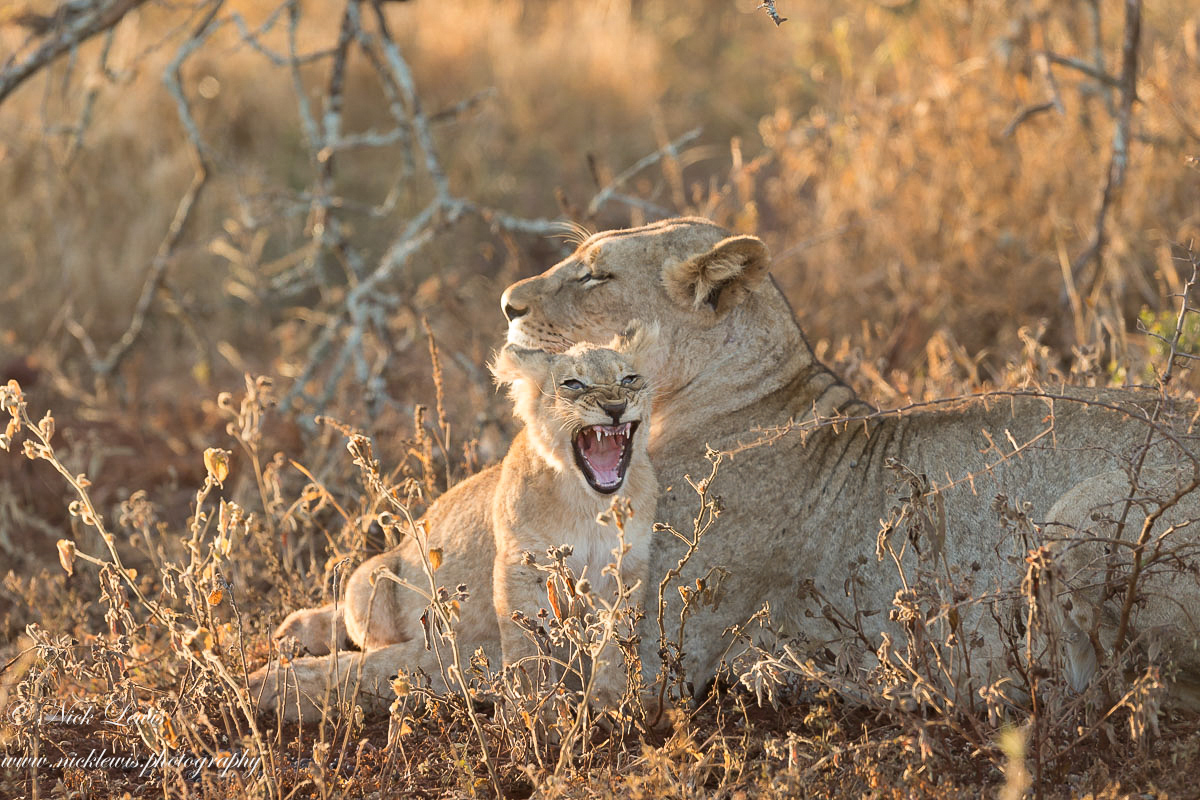 lion cub starts to show his dominance