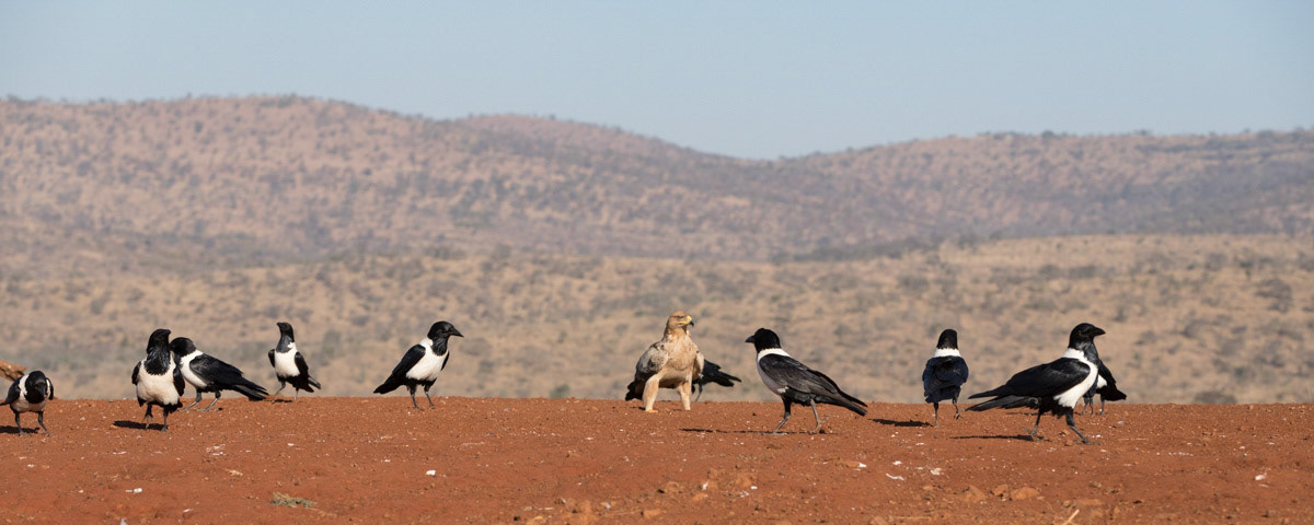 A murder of crows surround a tawney eagle