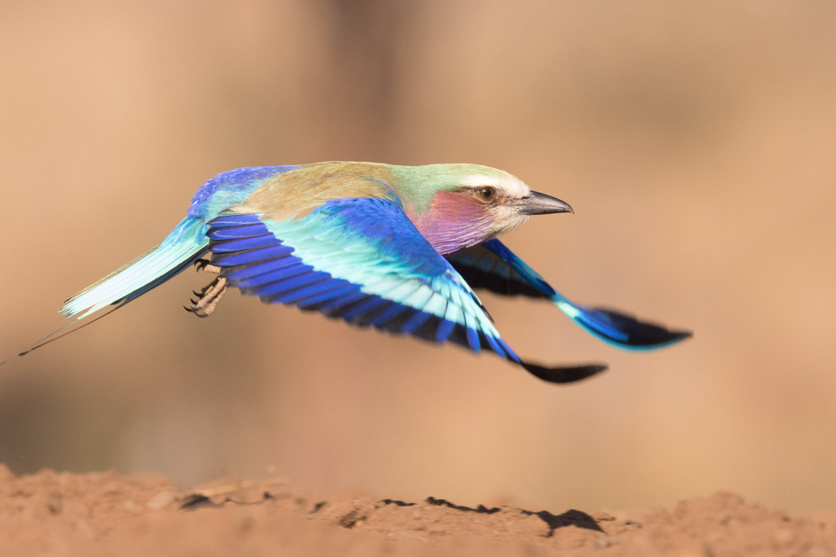 Lilac Brested Roller in flight