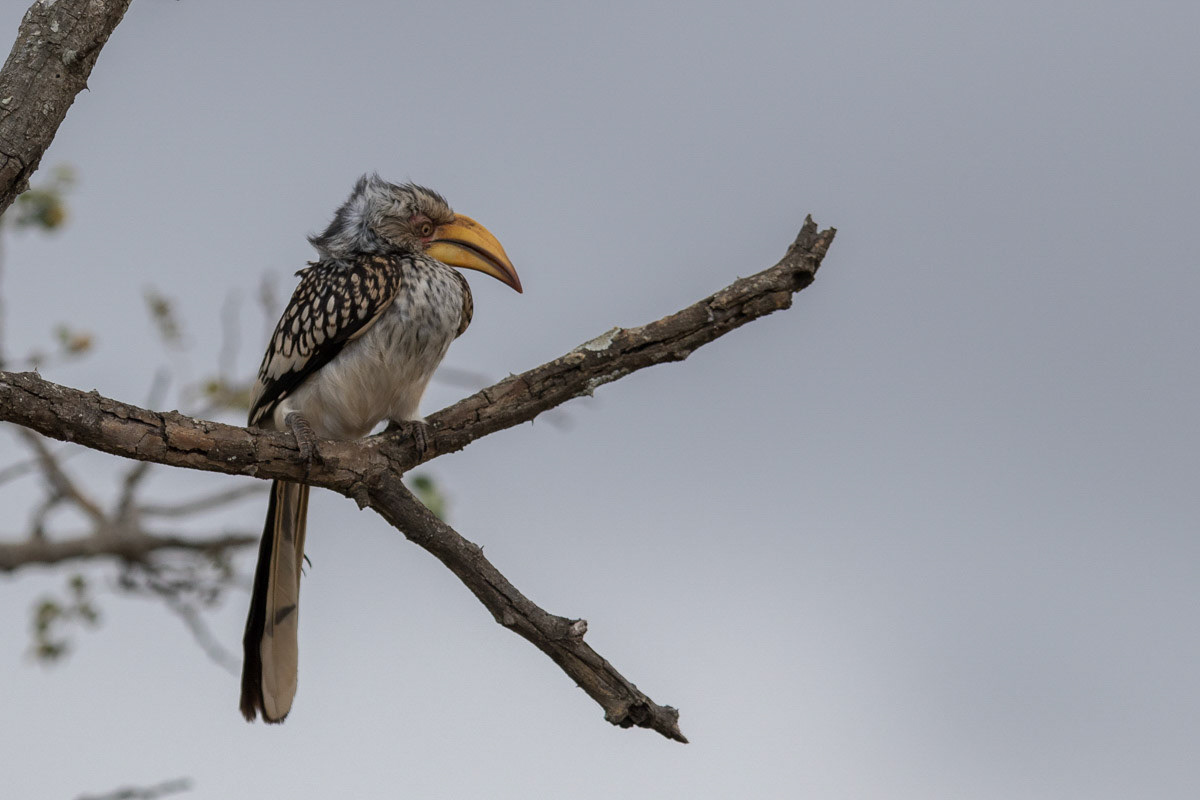 Yellow billed hornbill