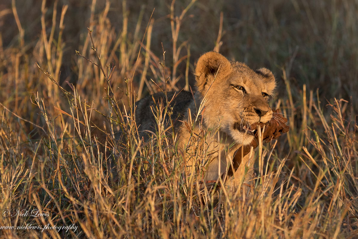 Lion cub plays with a stick