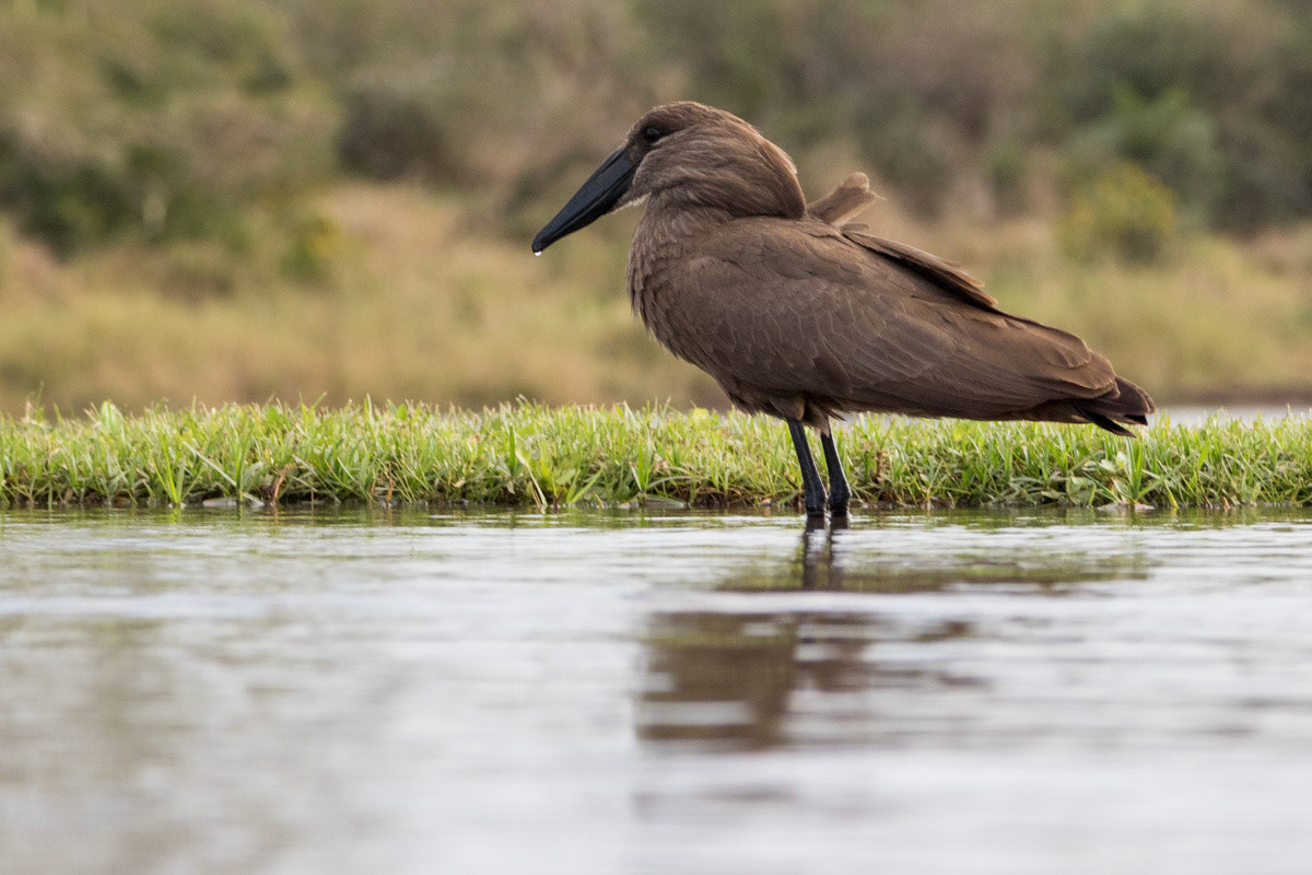 Hammerkop