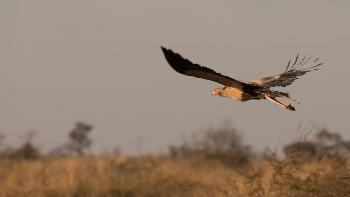 Secretary bird flies by