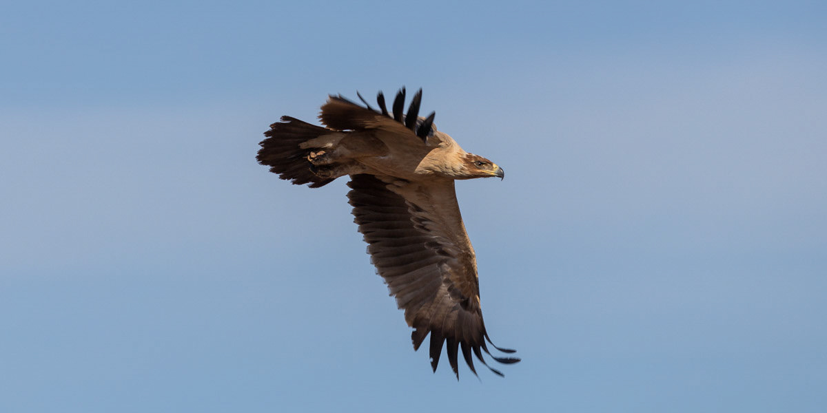 tawney Eagle in Flight